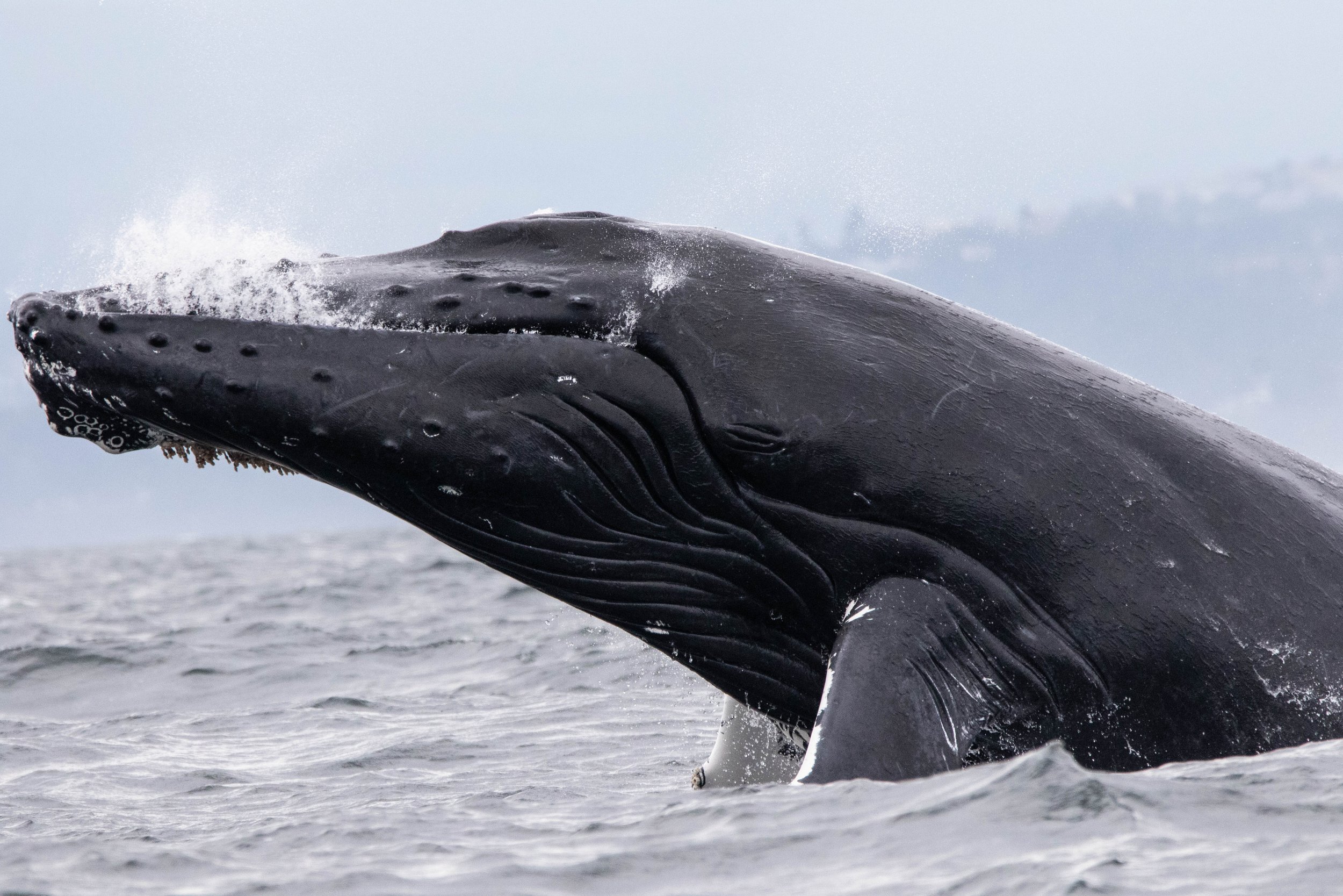 August 21, 2024, 10:30 AM - Whales like waves! 