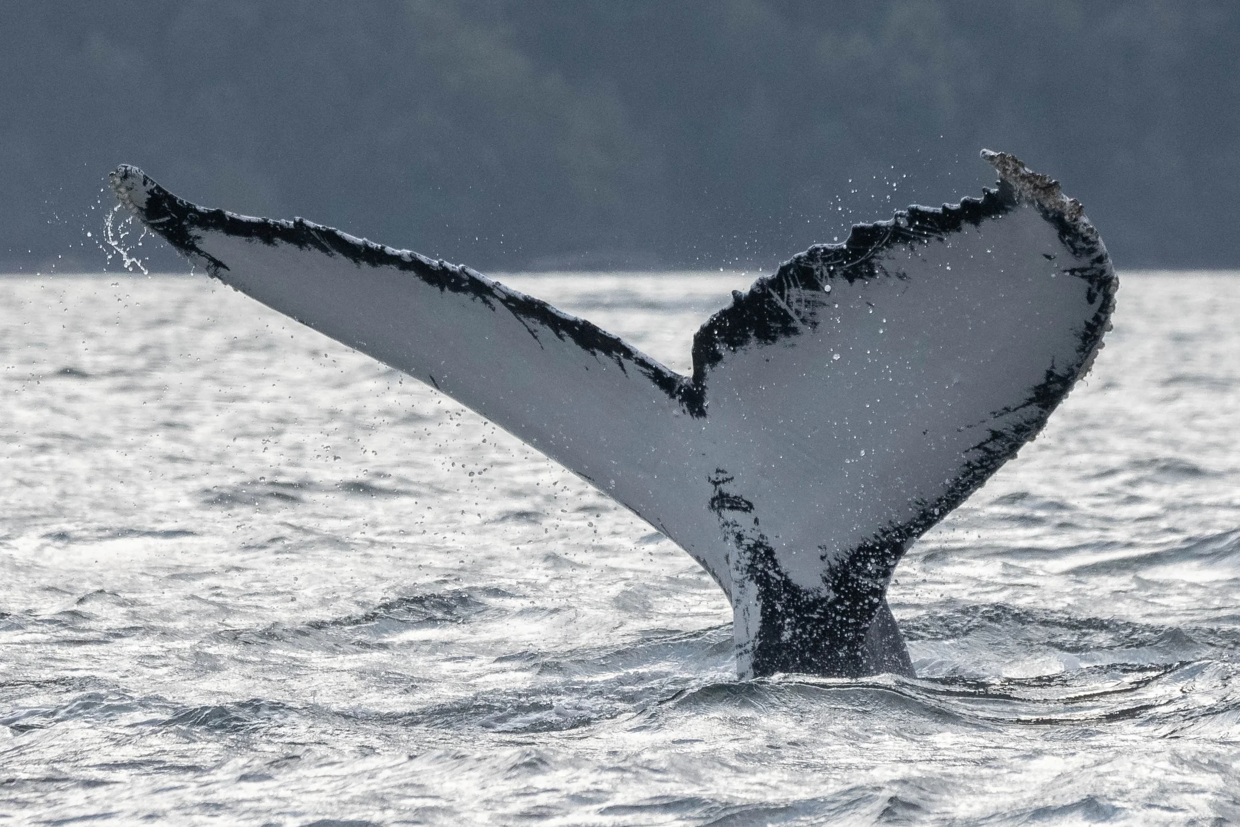 August 21, 2024, 3:30 PM - Both Species Close to Home