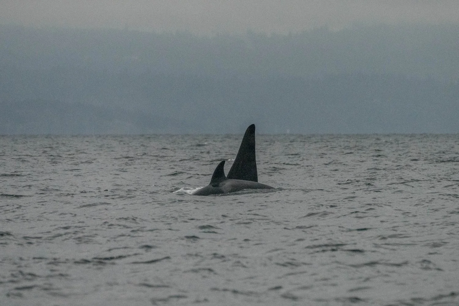 August 23, 2024, 3:30 PM - Humpbacks and Orca! 