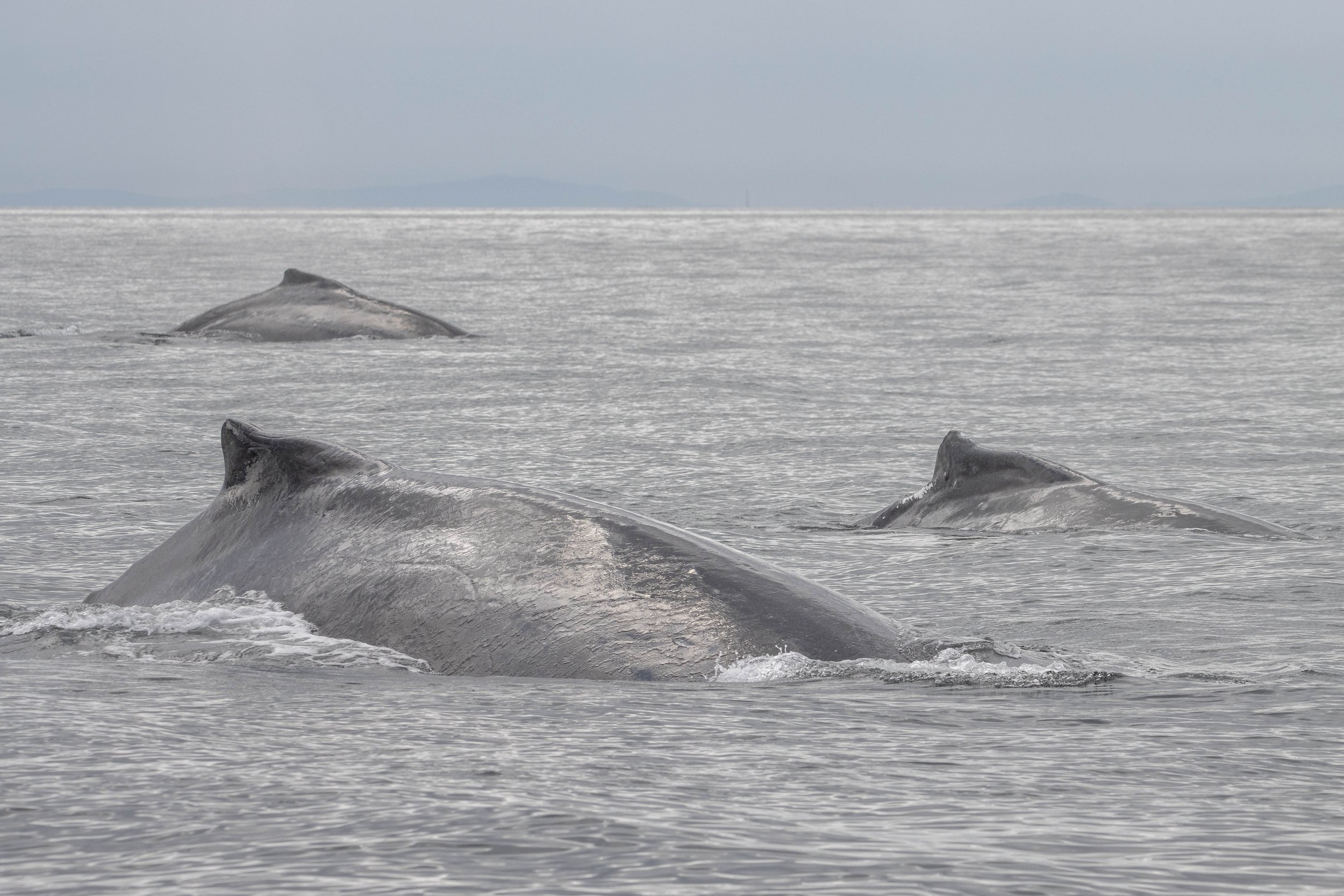 August 24, 2024, 10:30 AM - Too many humpbacks to count!