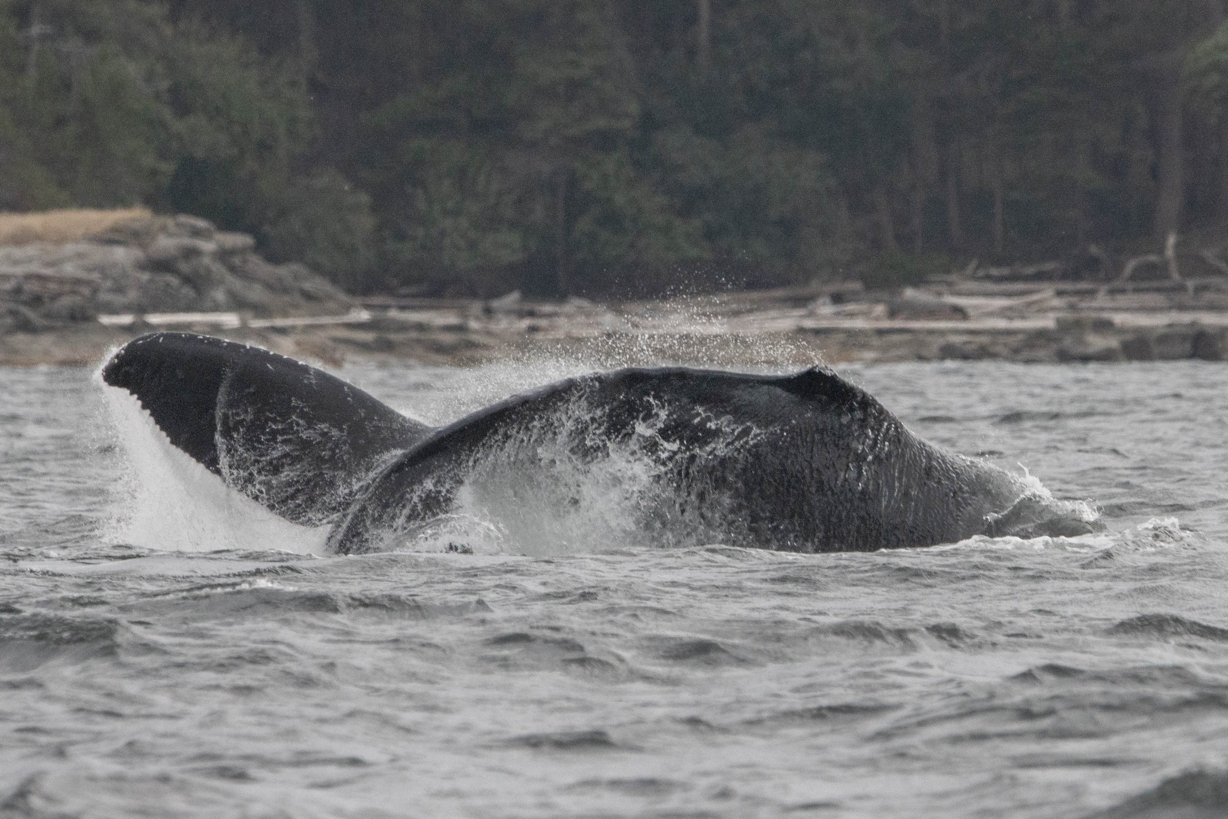 August 24, 2024, 3:30 PM - Triple Humpback Pairs in the Strait of Georgia