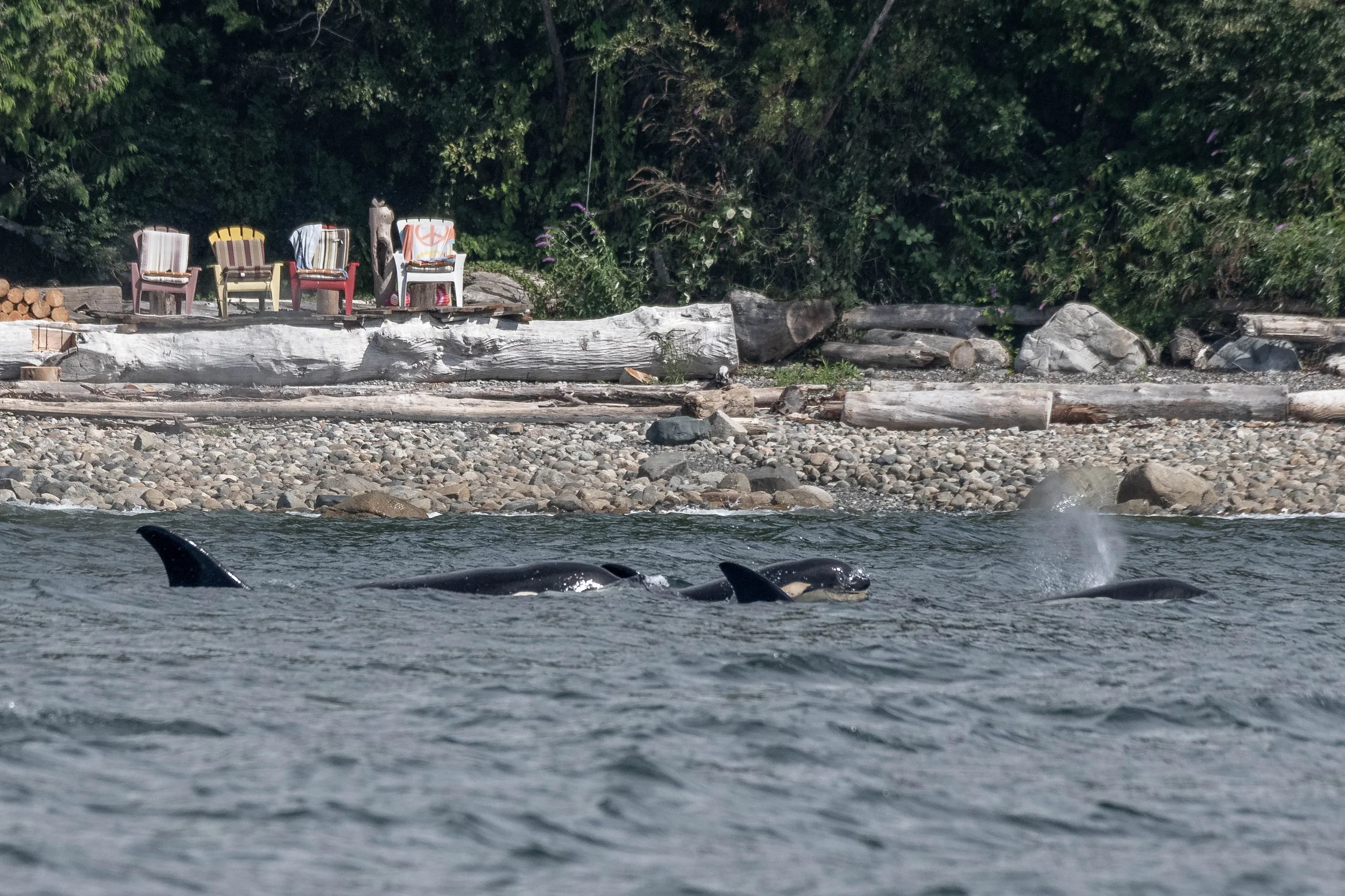 August 25, 2024, 10:30 AM - Double Species Day Across the Strait