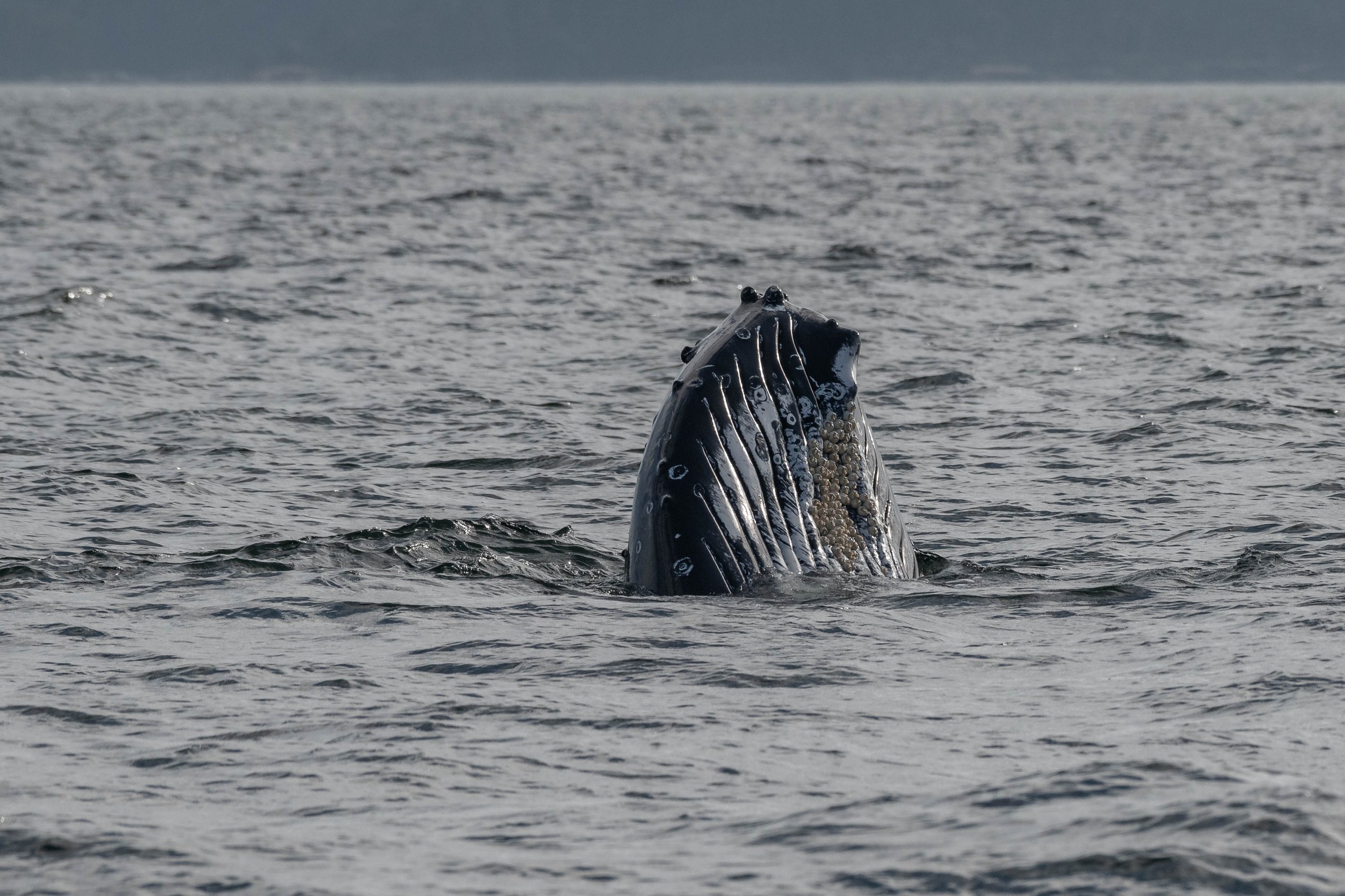 August 25, 2024, 3:30 PM - Humpback whales everywhere and the T099s in Howe Sound