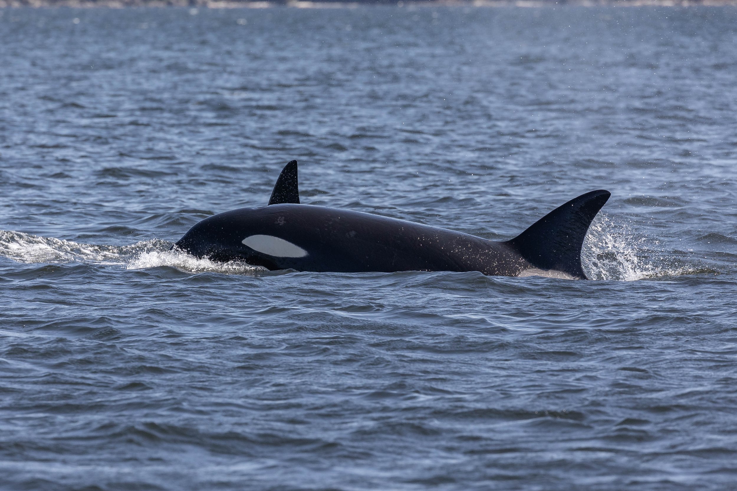 August 27, 2024, 10:30 AM - Orca hunting in Ruxton Passage! 