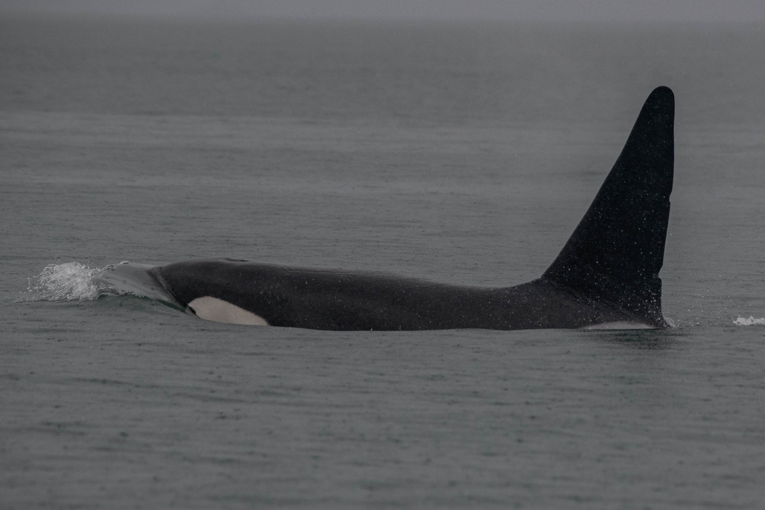 August 26, 2024, 3:30 PM - Humpbacks in the Strait and Orca in Howe Sound! 