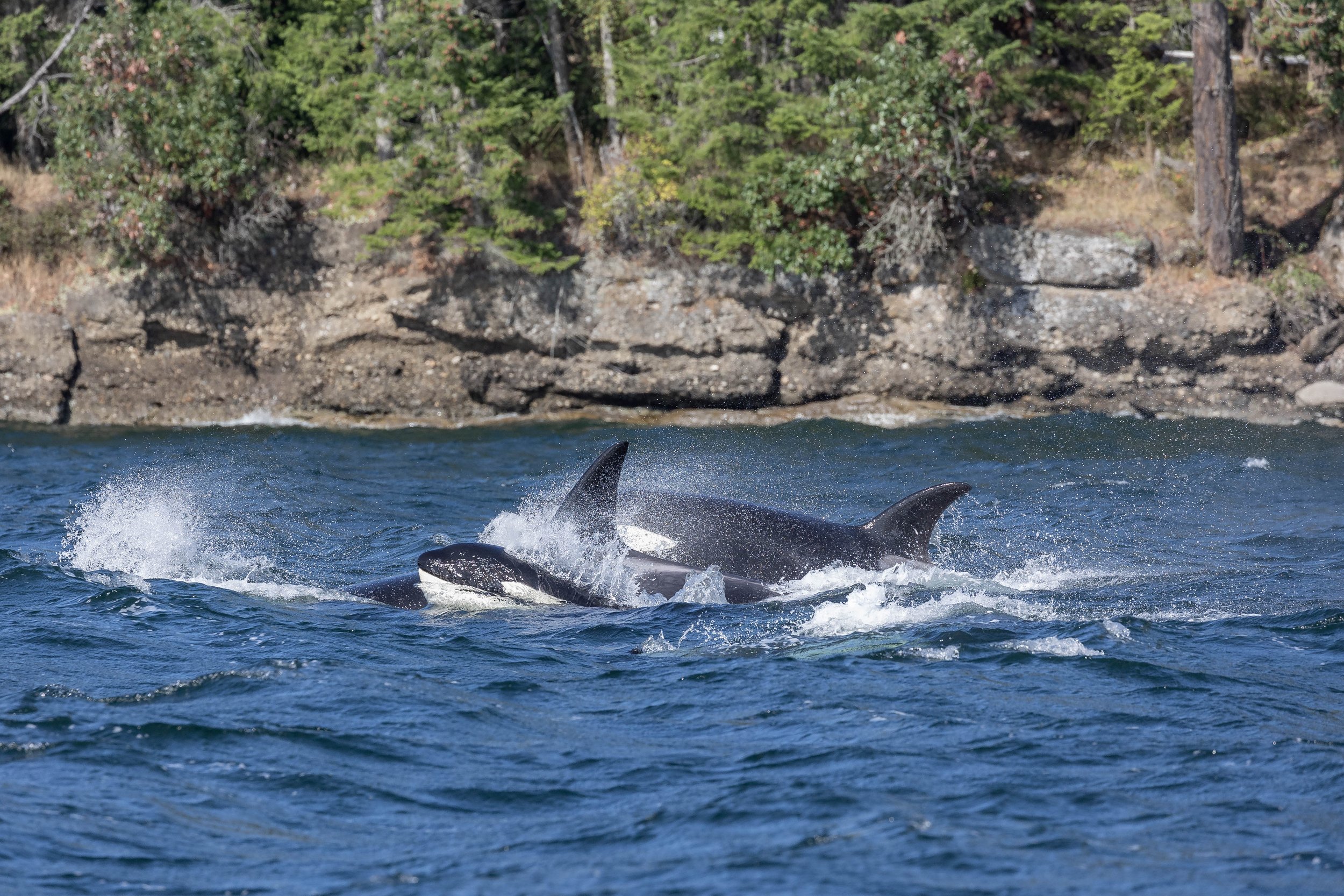 August 27, 2024, 3:30 PM - The T075Bs, T046s, and Hendrix the Humpback Close to Home!