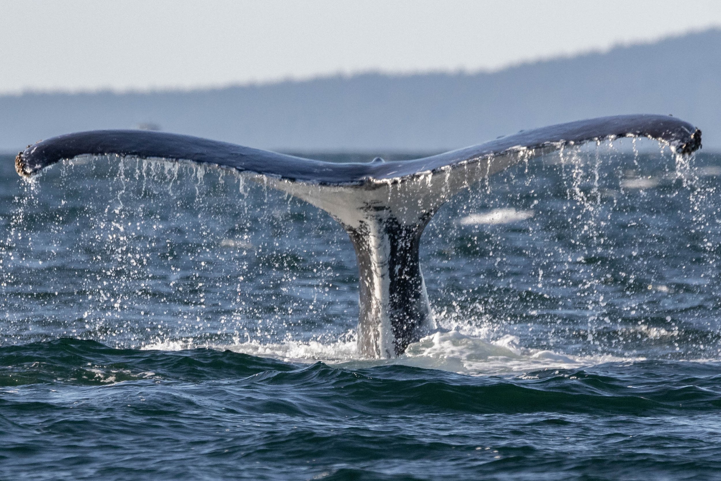 August 28, 2024, 3:30 PM - A Humpday afternoon filled with Humpbacks! 