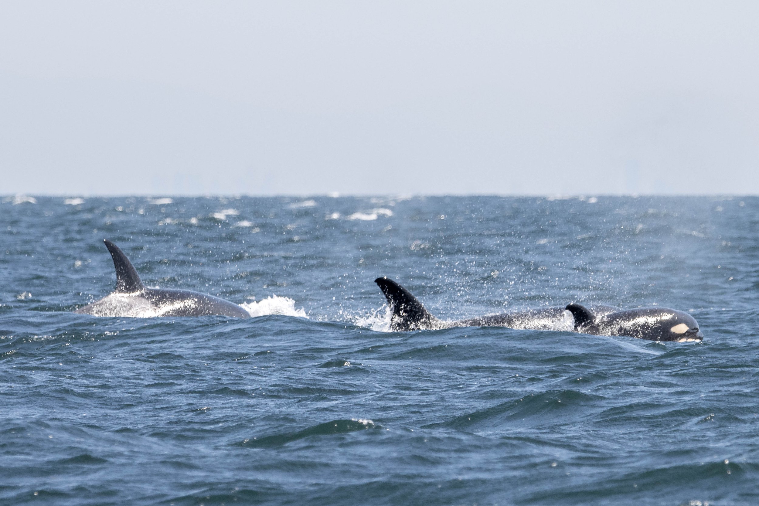 August 30, 2024, 10.30 AM - Tail end of a T-party and happy humpbacks!