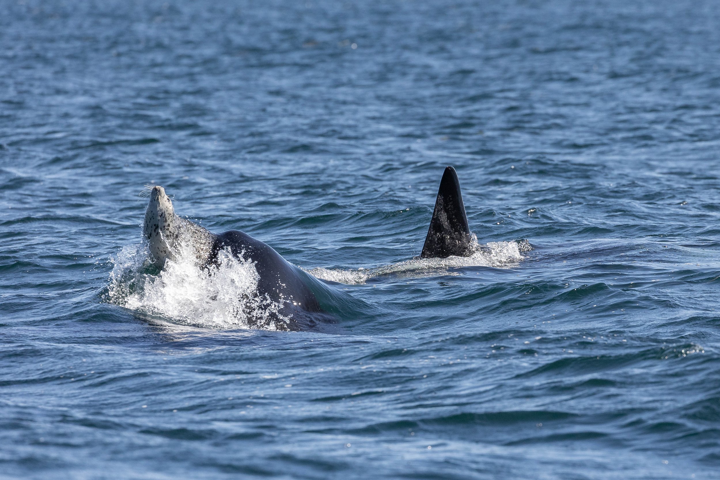 August 31, 2024, 10:30 AM - The T002Cs and T075Bs hunting, Bullet and Seabird feeding, and The T049As!