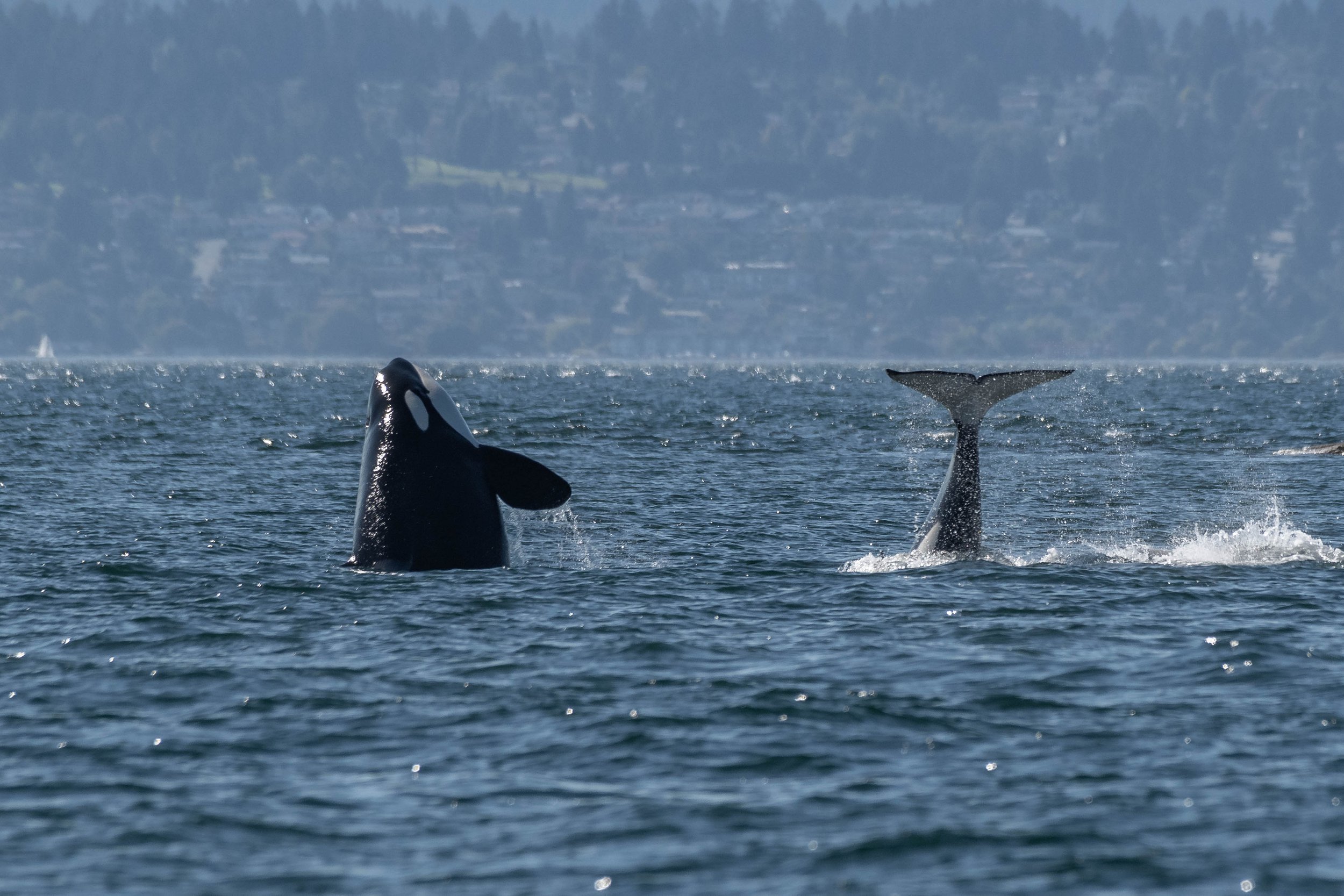 August 31, 2024, 3:30 PM - T-party with the T002Cs, T049As, and T075Bs! 