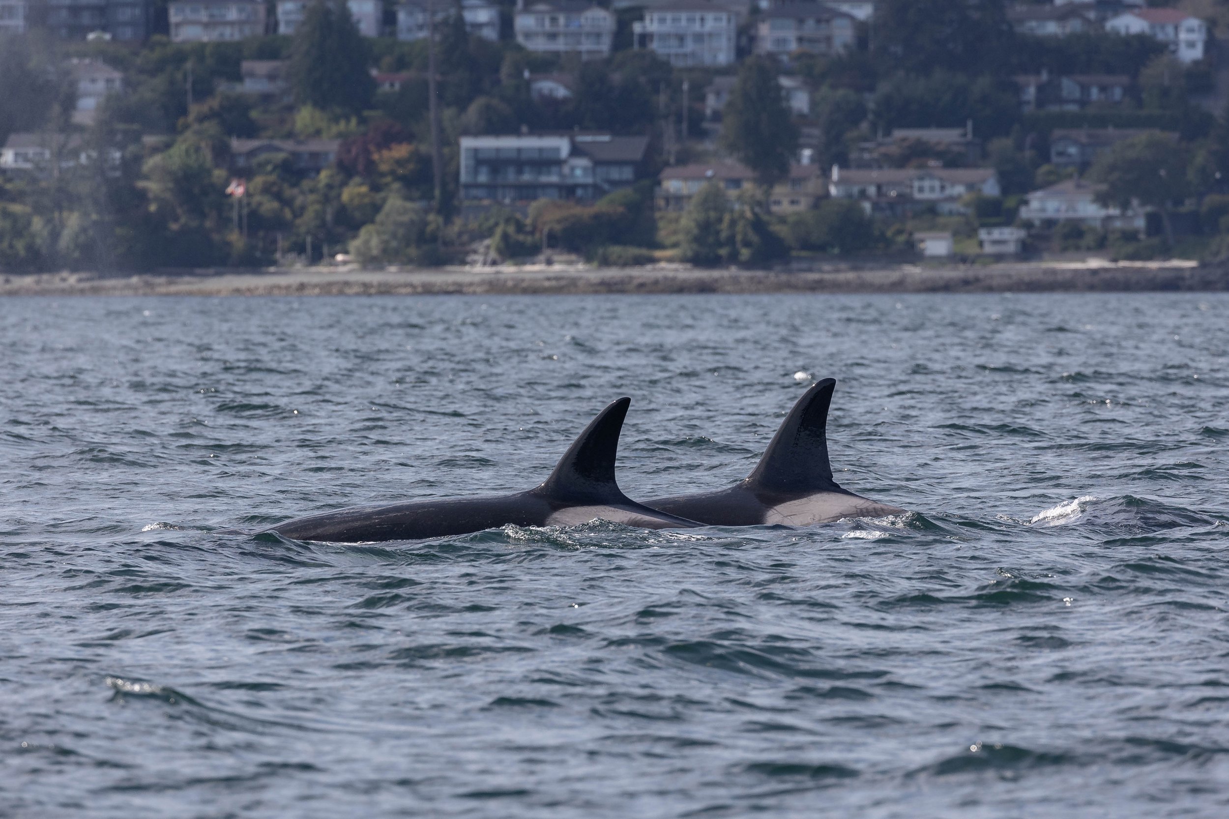 September 1, 2024, 10:30 AM - T002Cs and T075Bs still together and Humpback Whales Professor X, Seabird, and Bullet