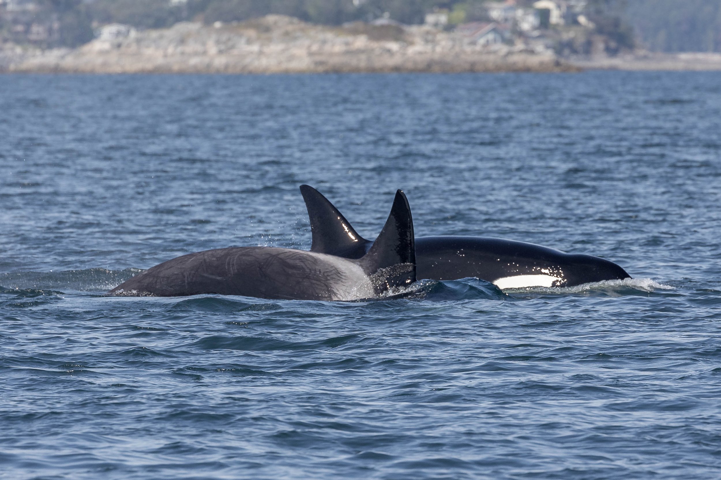 September 2, 2024, 10:30 AM - The T002Cs and T075Bs look for lunch, and a pair of Humpbacks travel by!