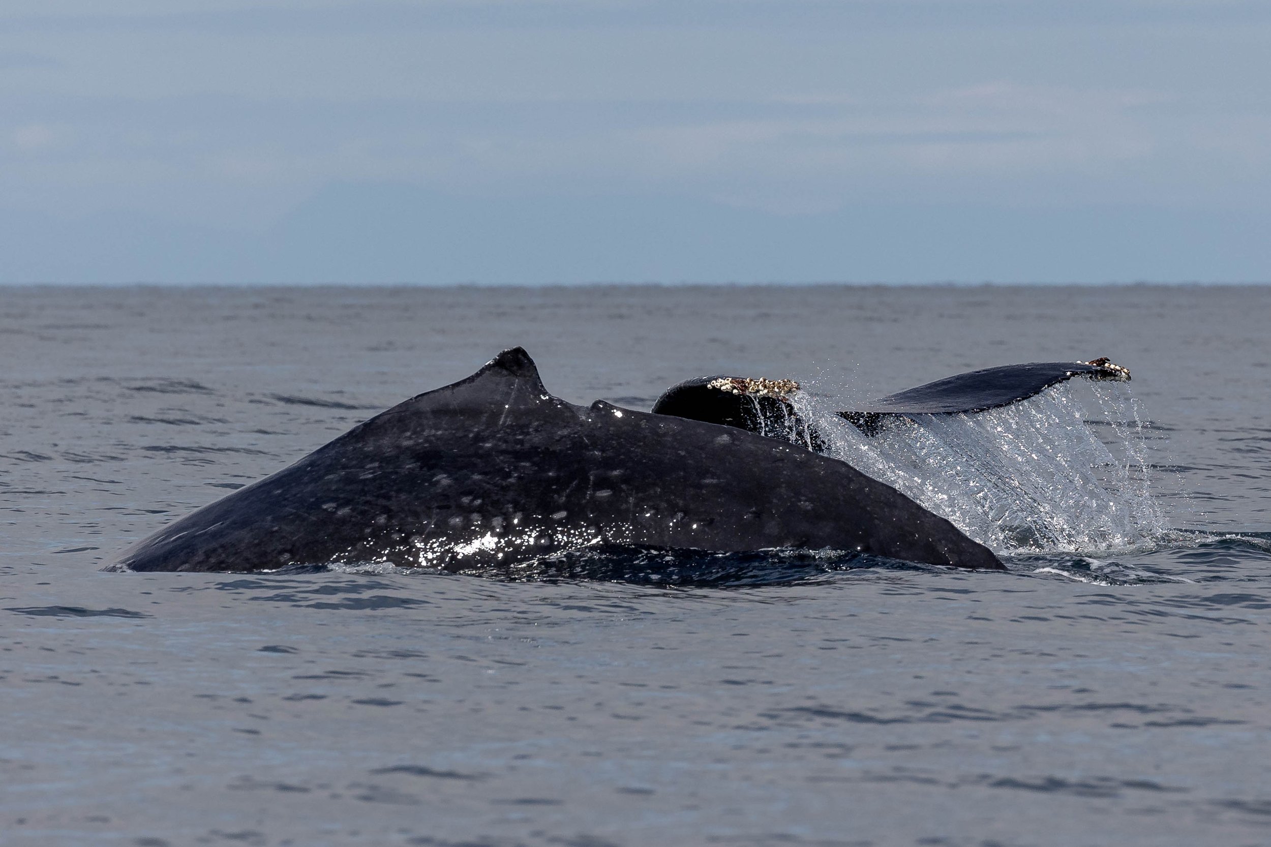 September 3, 2024 - Humpbacks with their Friends!