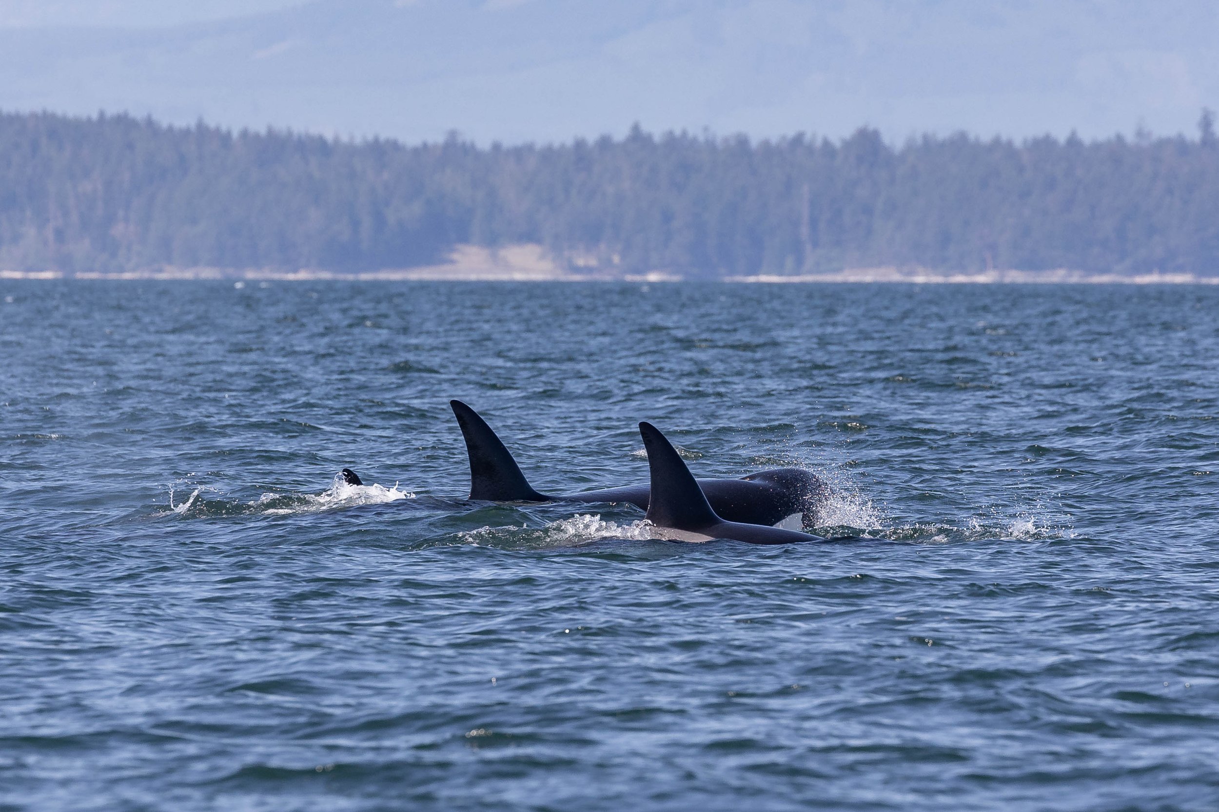 September 5, 2024, 10:30 AM - The T002Cs and T075Bs were hanging out, and 4 humpback whales!