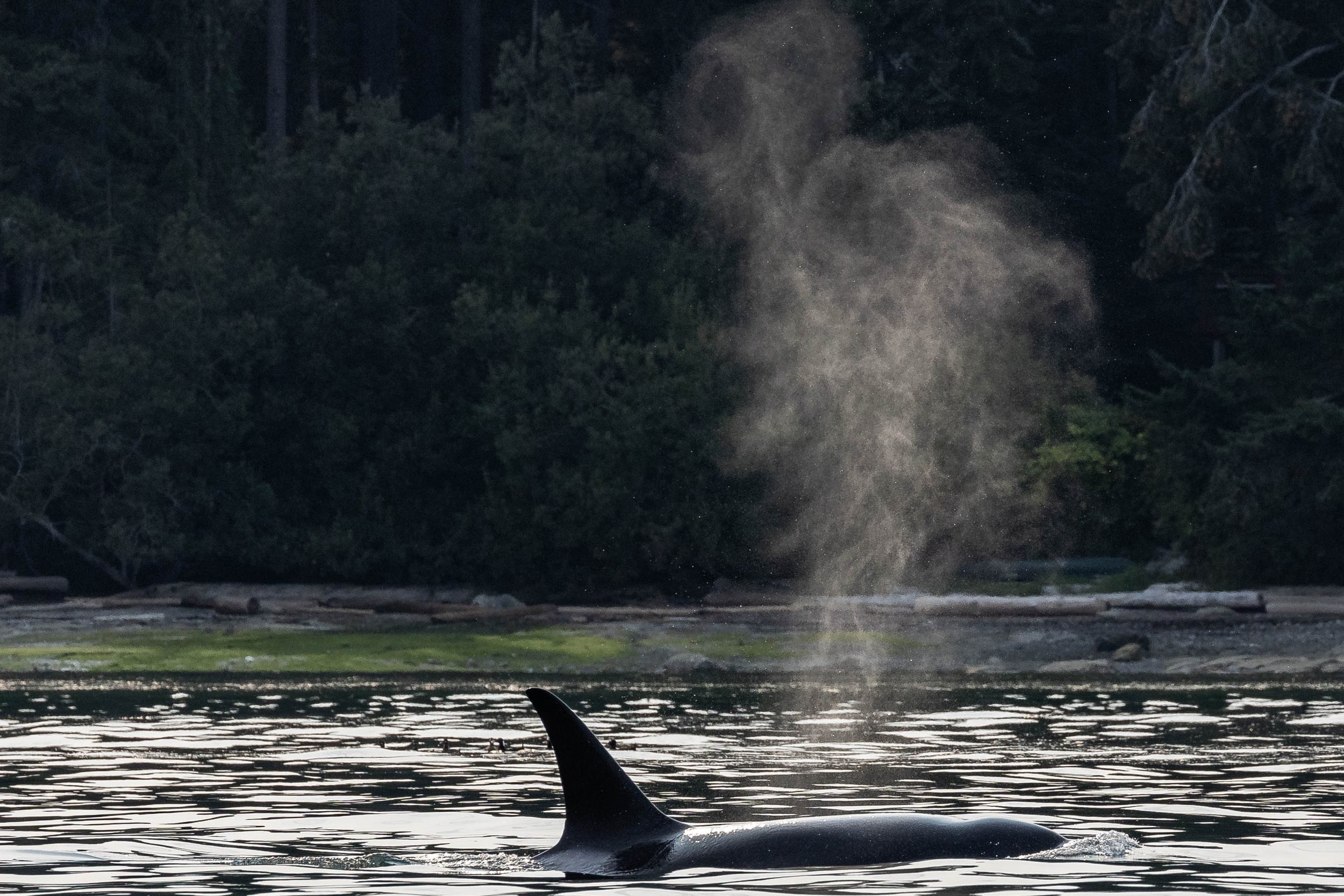September 7, 2024, 3:30 PM - A double stuffed afternoon, spending time with Orca and Humpbacks!