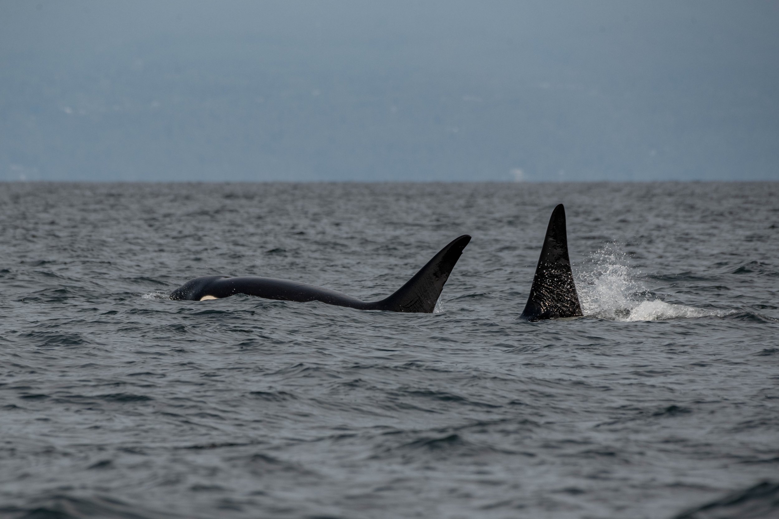 September 8, 2024, 10:30 AM - The T100s get 'schooled' (travelling by UBC)!