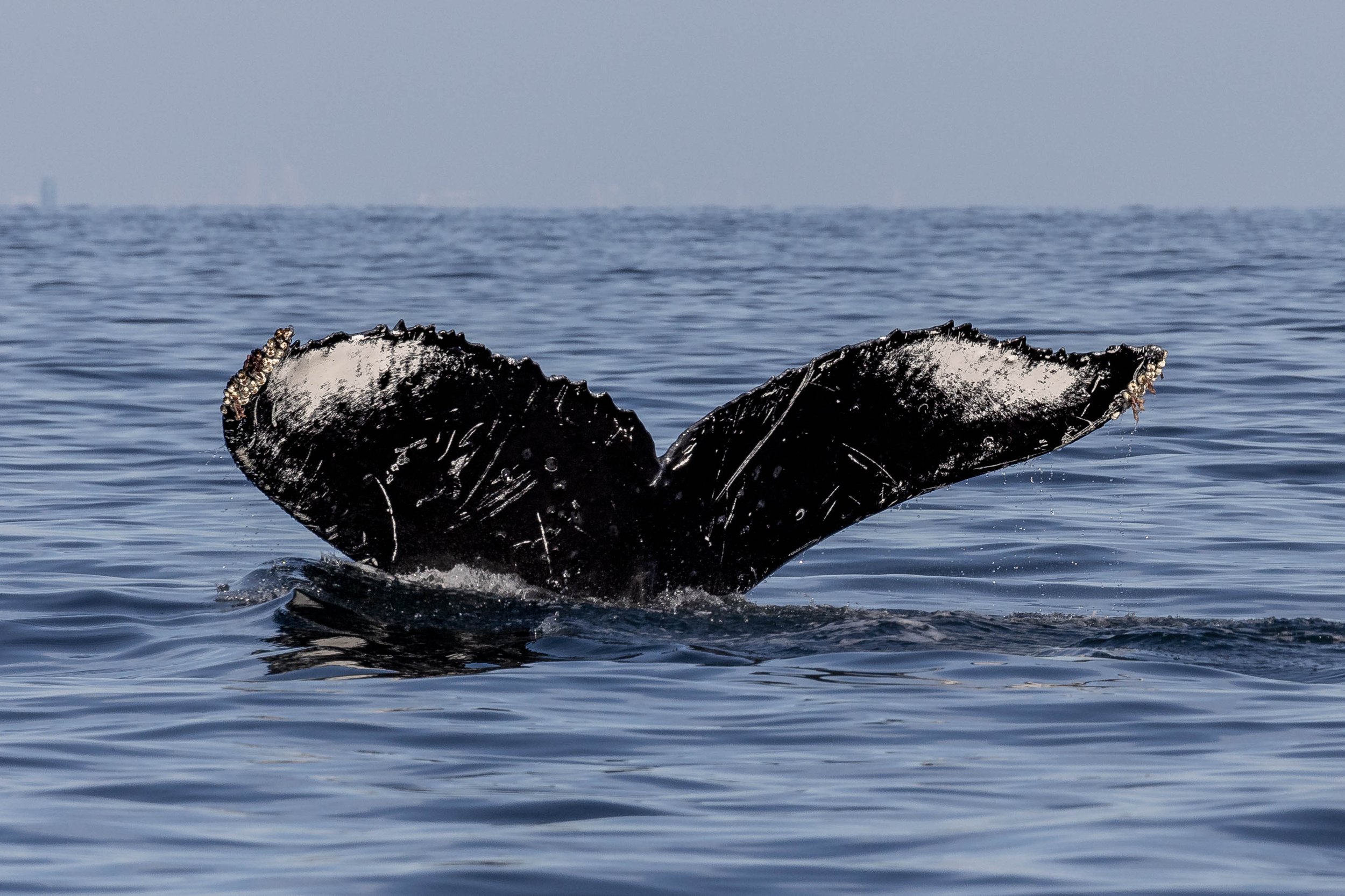 September 9, 2024, 3:30 PM - Two pairs of Humpbacks and a lot of other wildlife!