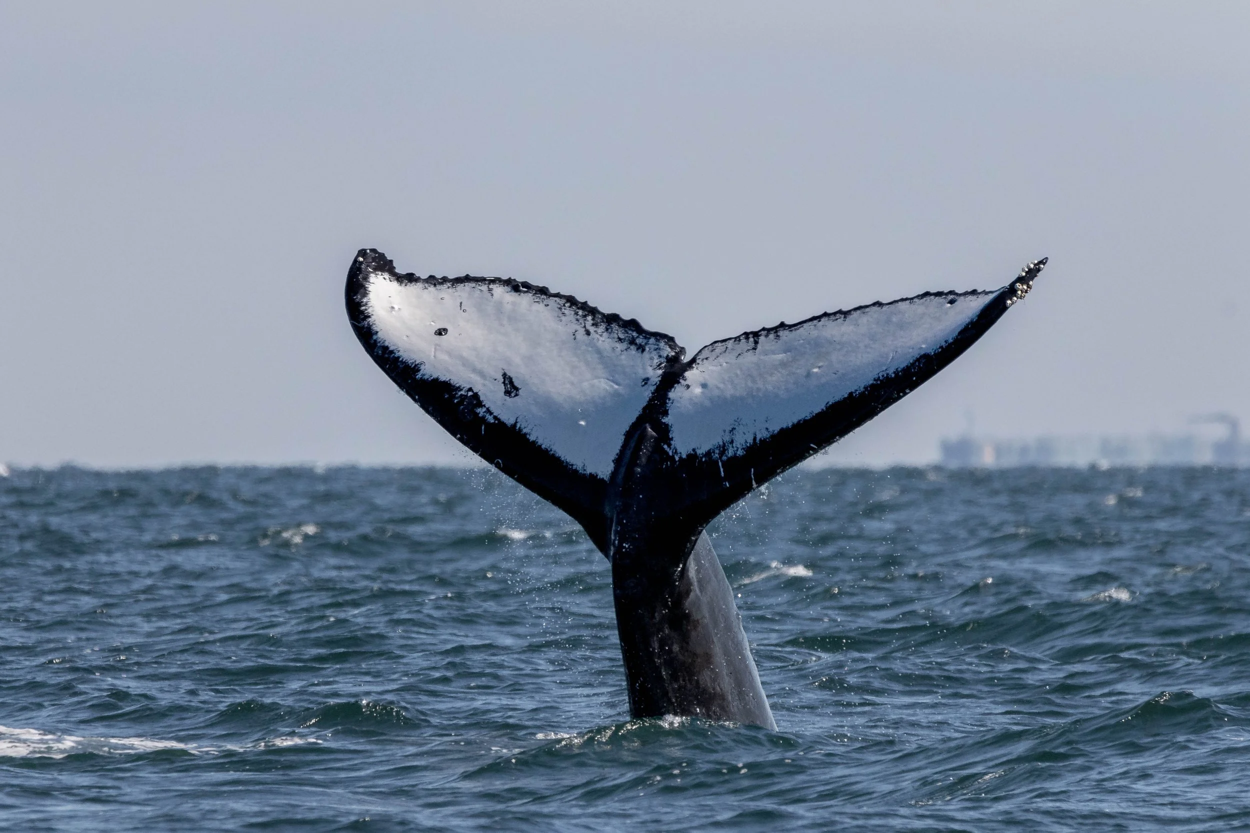 September 12, 2024, 10:30 AM - Humpback Party