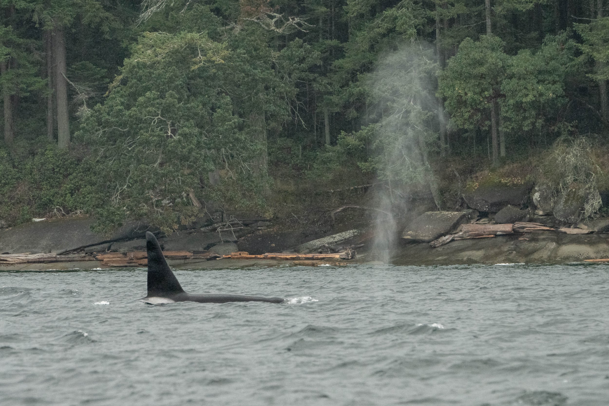 September 13, 2024, 3:30 PM - Sea Lion Harassment by the T002Cs and T075Bs