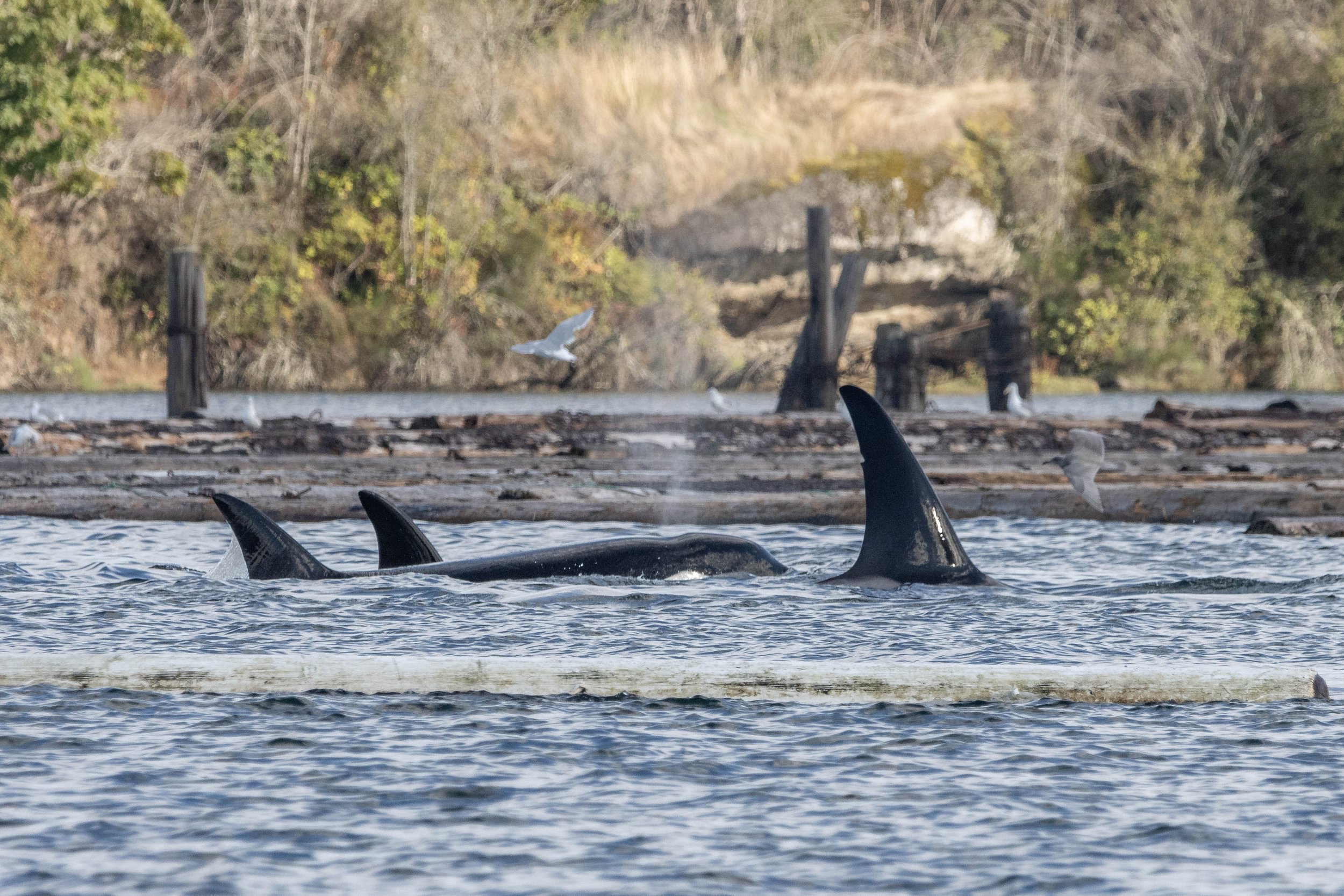 September 14, 2024, 3:30 PM - A surprise visit from the T109As as well as a pair of Humpbacks