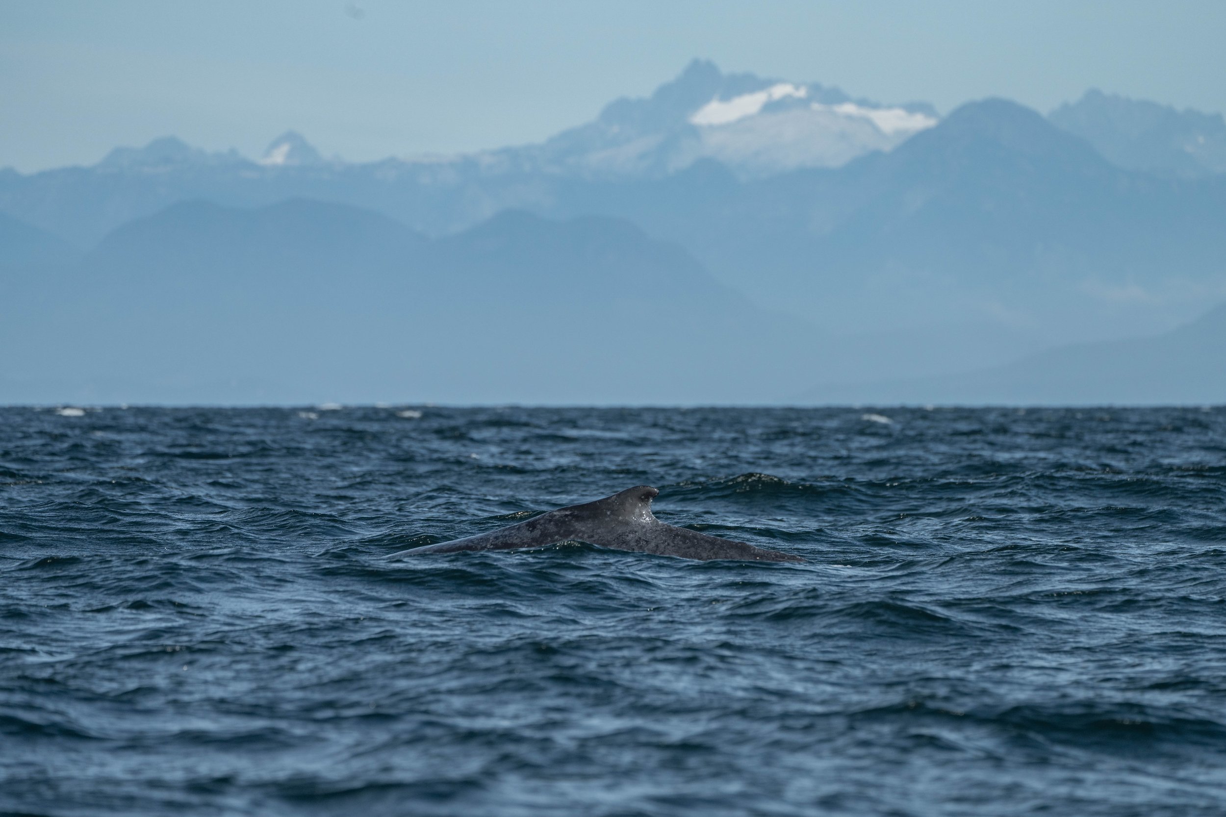 September 16, 2024 - Encountering Bandit in the Strait of Georgia