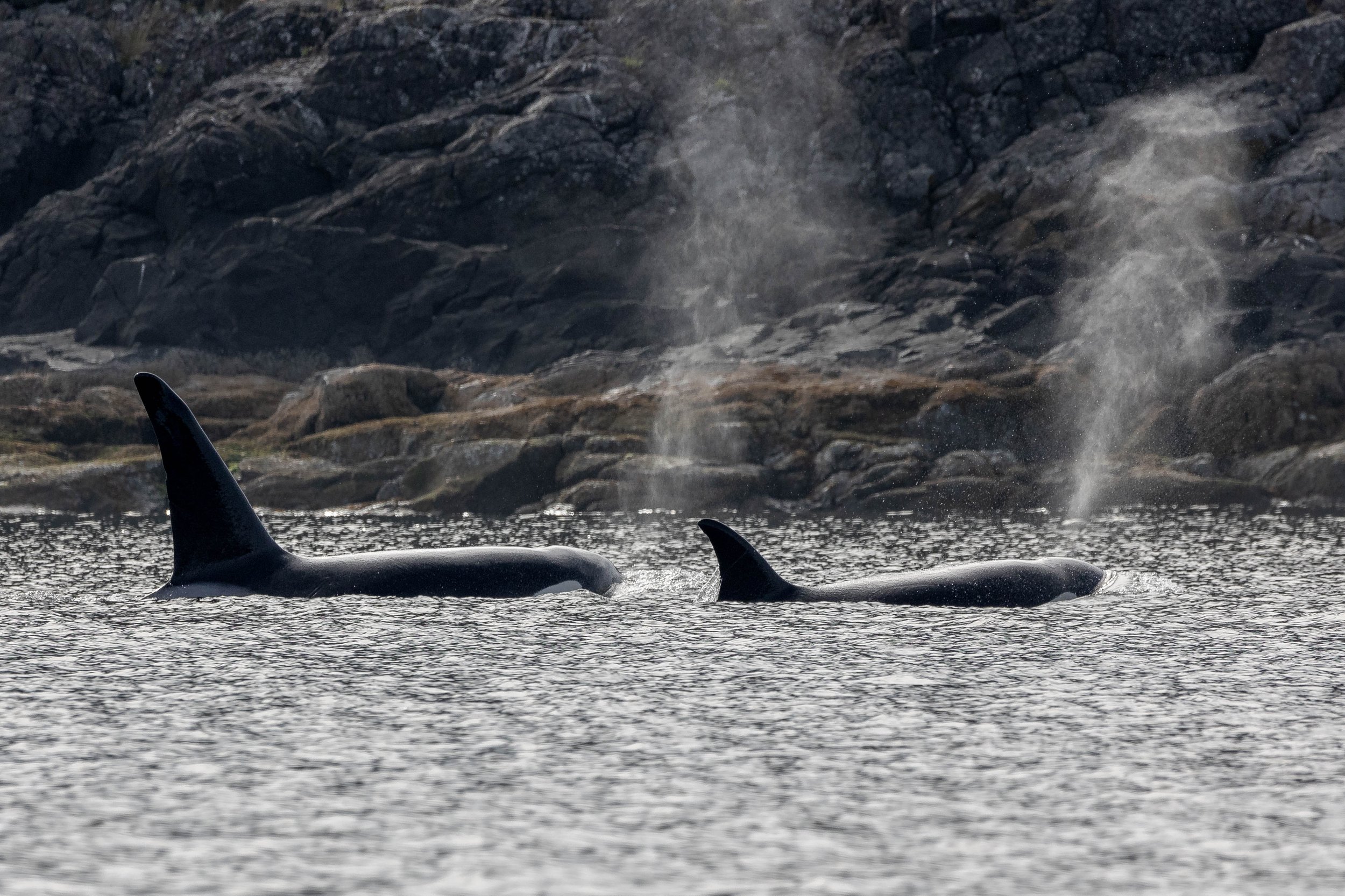 September 21, 2024 - A day spent with the T100s and 10 different humpback whales