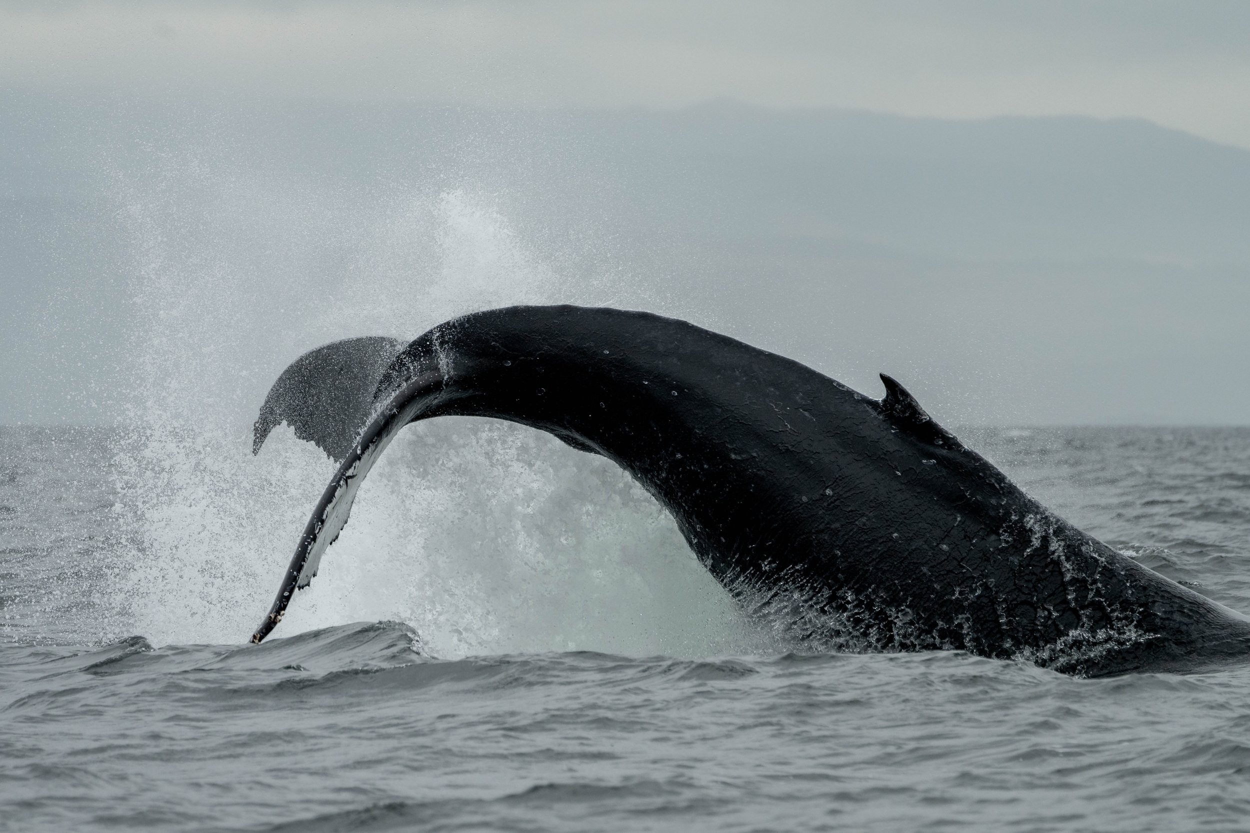 September 22, 2024 - Big Bowl of Humpback Soup!