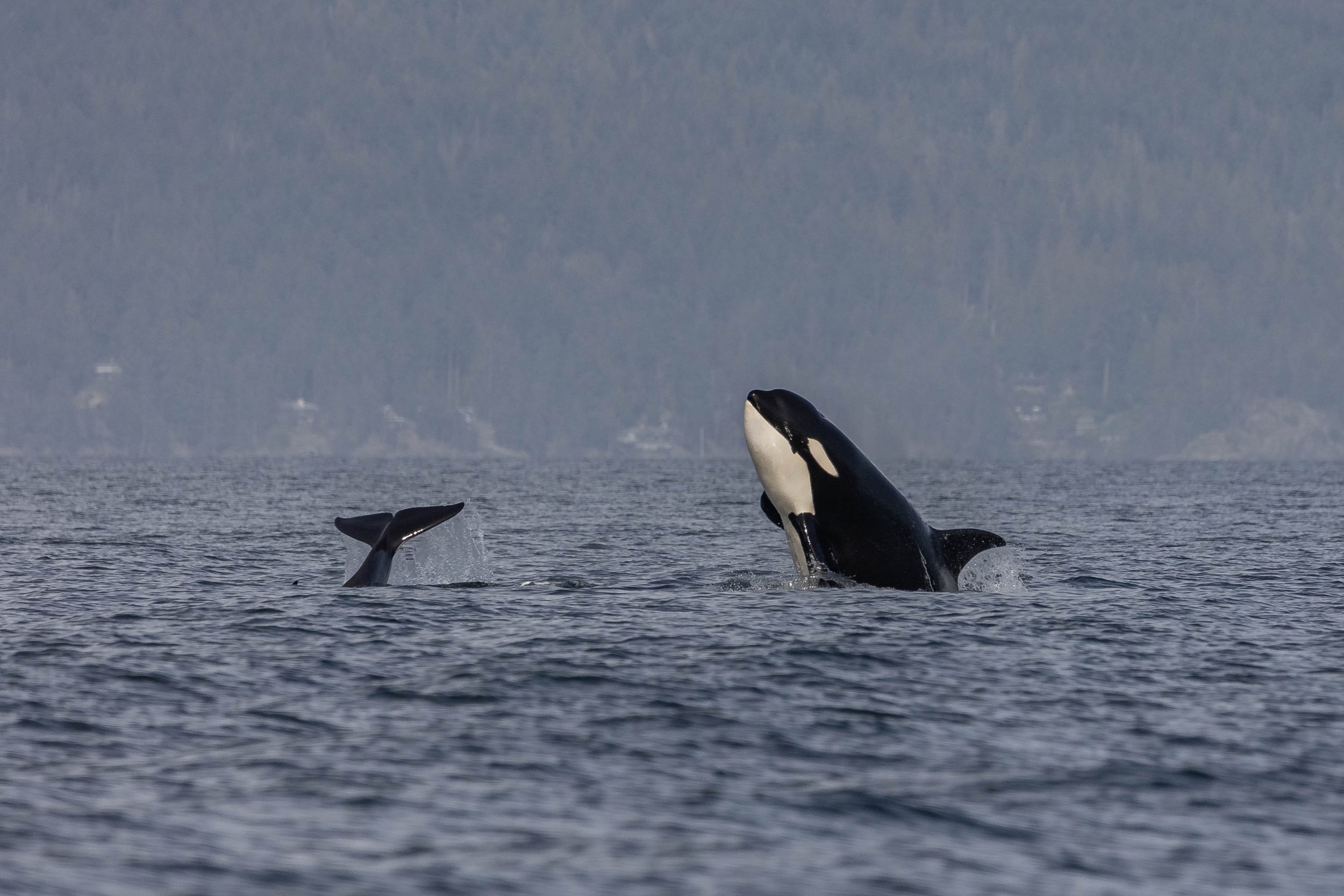 September 27, 2024 - Humpbacks everywhere and the formation of a T-party! 