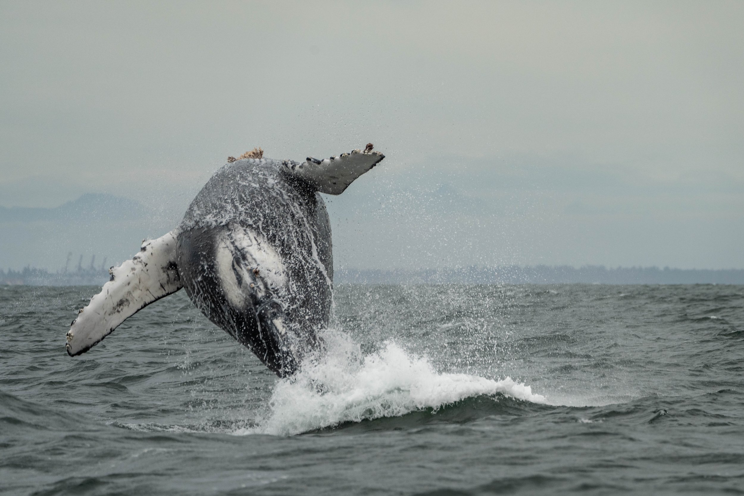 September 28, 2024 - Humpback Mania and a T-party! 
