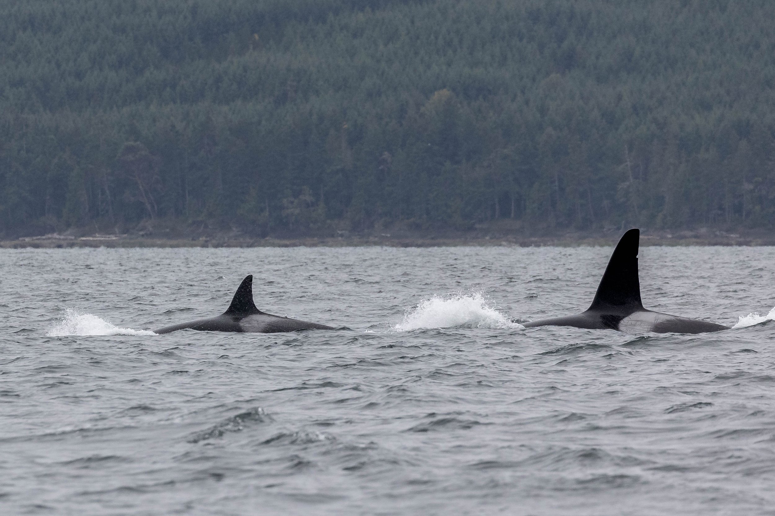 October 1, 2024 - A speedy trio of orca, and a slow and steady trio of humpbacks!