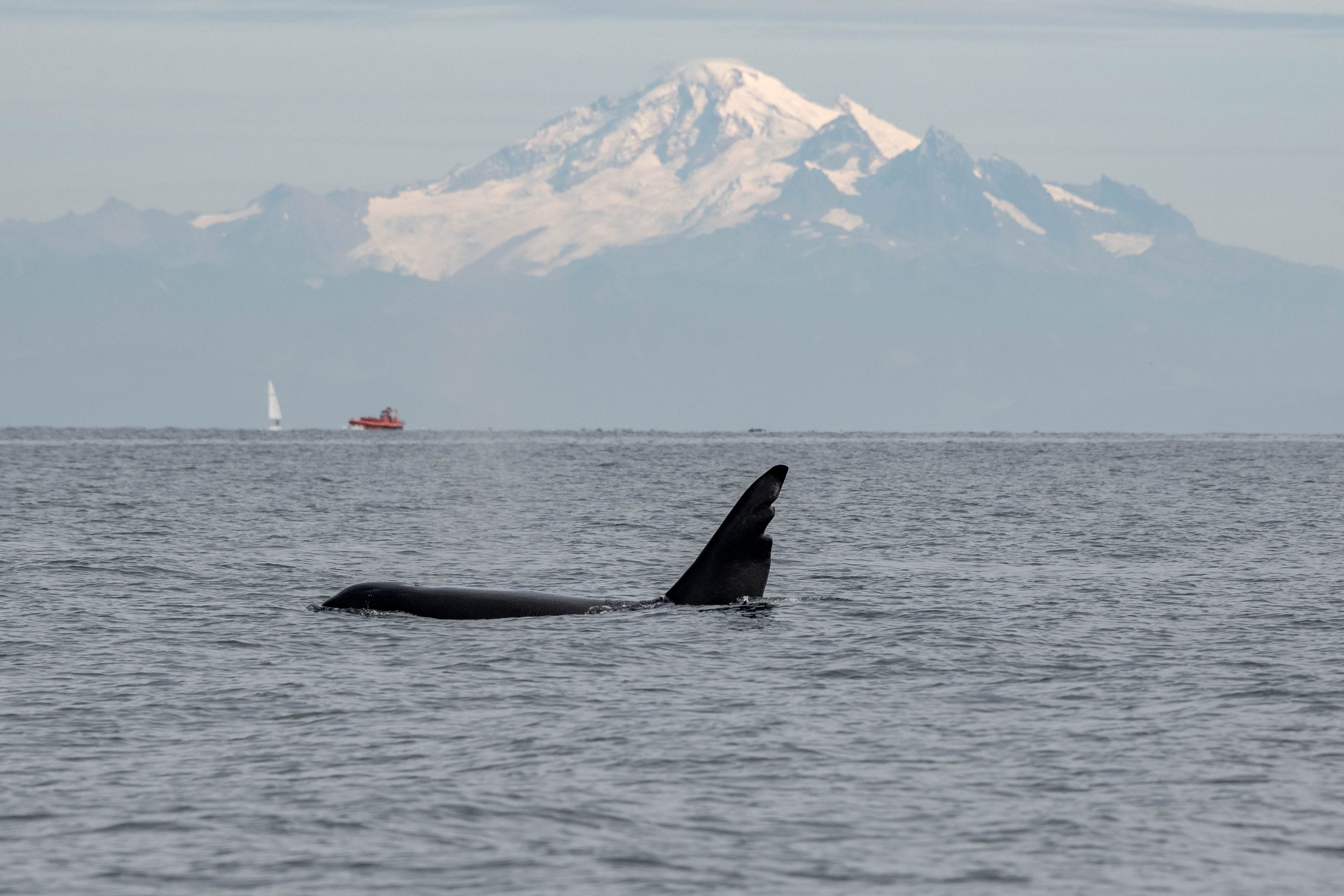September 30, 2024 - Diving and Thriving- A Double Species Day!