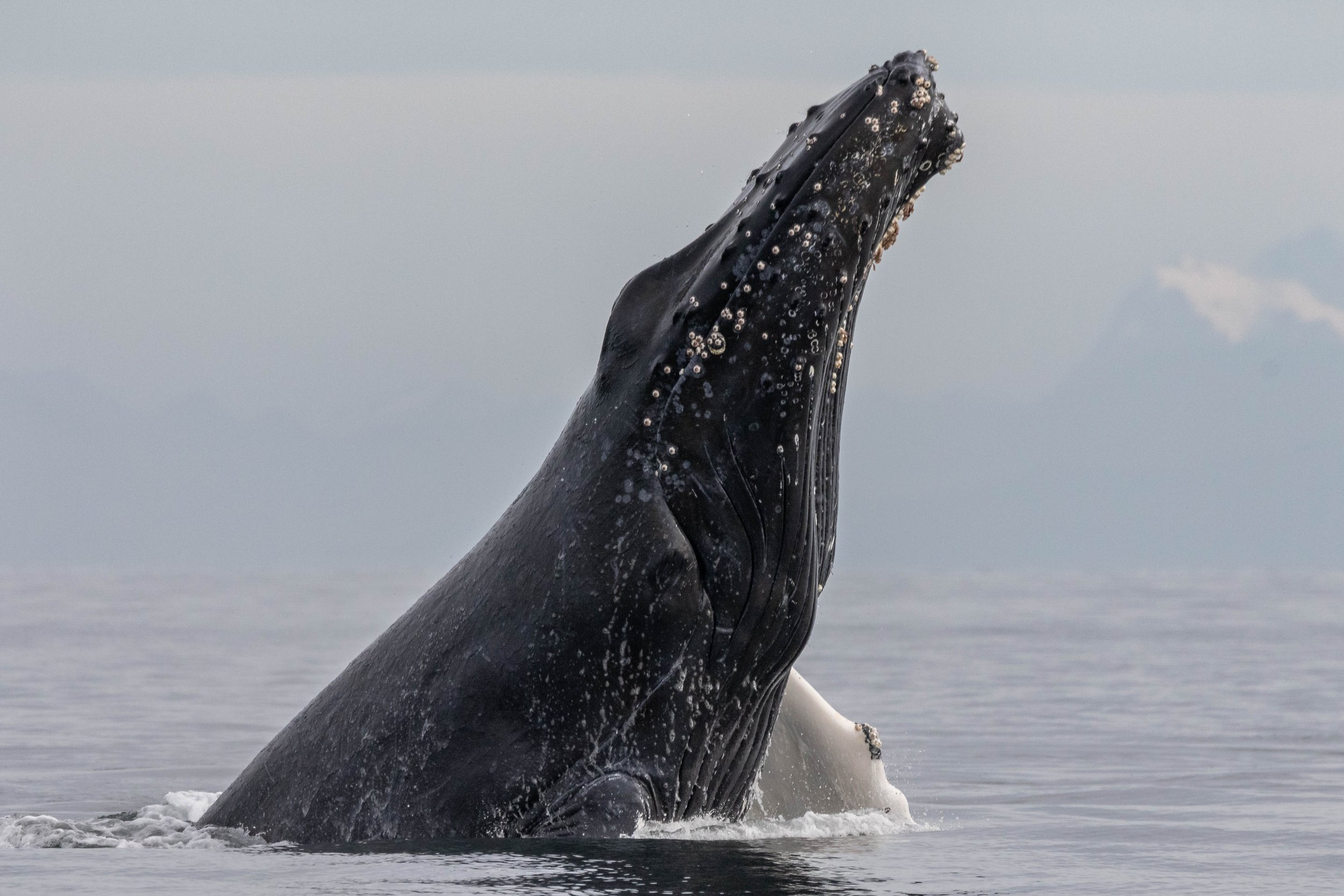 October 3, 2024 - A Whale of a Day