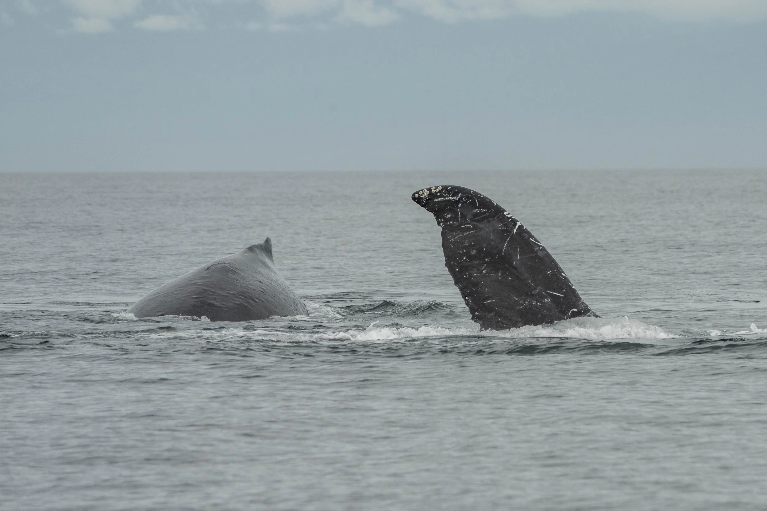 October 5, 2024 - A Hearty Bowl of Humpback Soup
