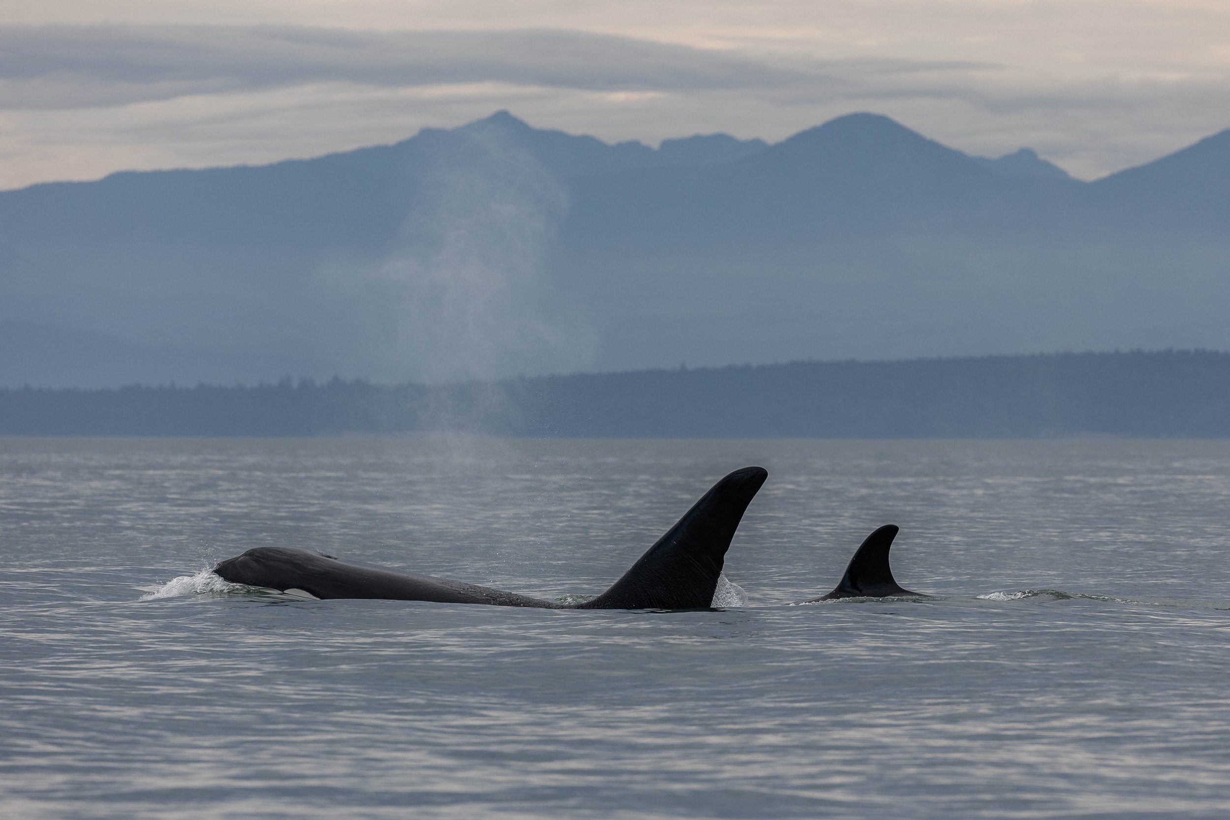 October 7, 2024 - Two pairs of Humpbacks, and the T100s
