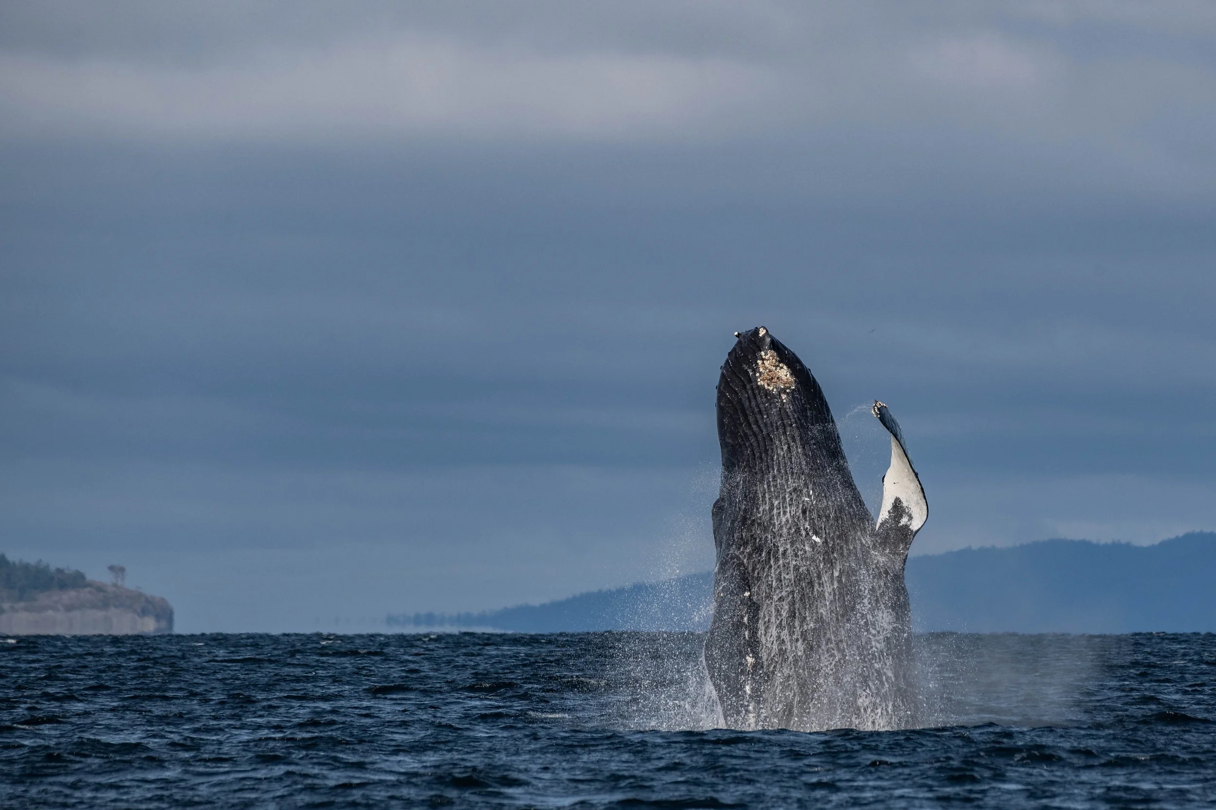 October 10, 2024 - A couple of pairs of Humpbacks! 