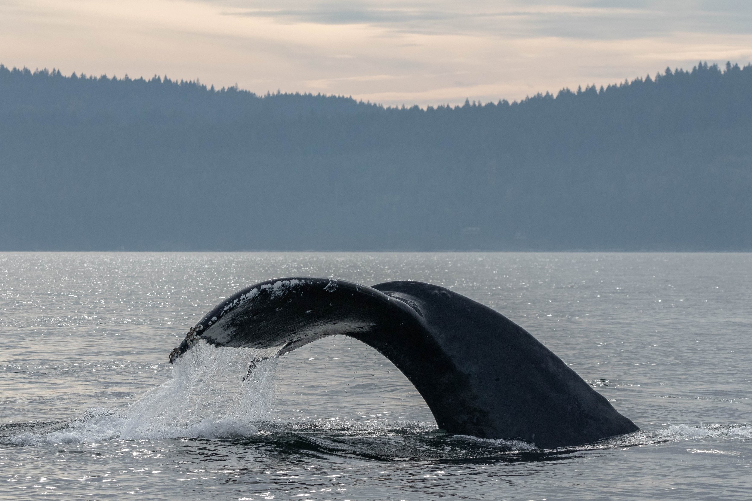 October 13, 2024 - Humpbacks, Humpbacks, and more Humpbacks! 