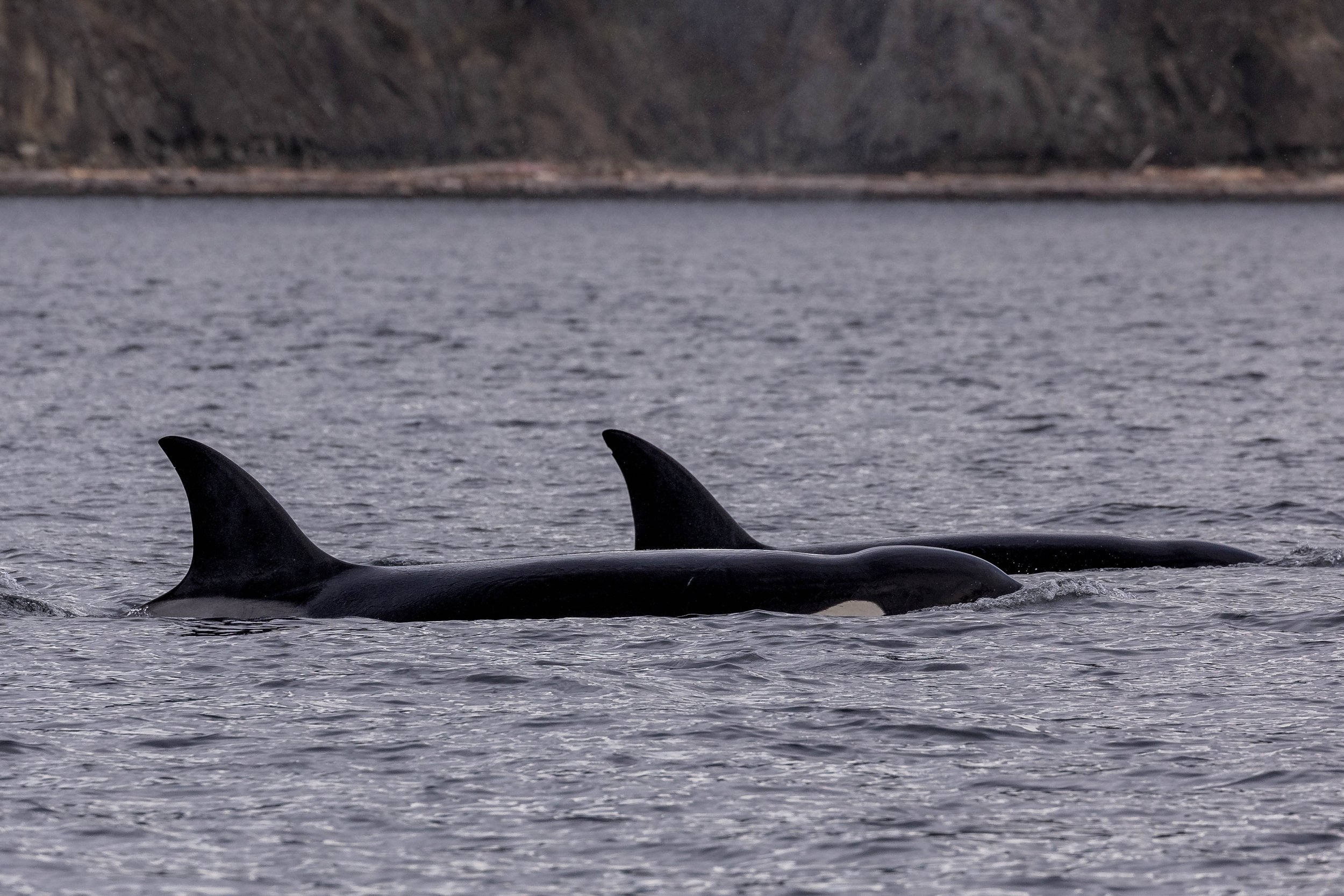 October 16, 2024 - Two humpbacks and a pod of orca right outside the harbour!