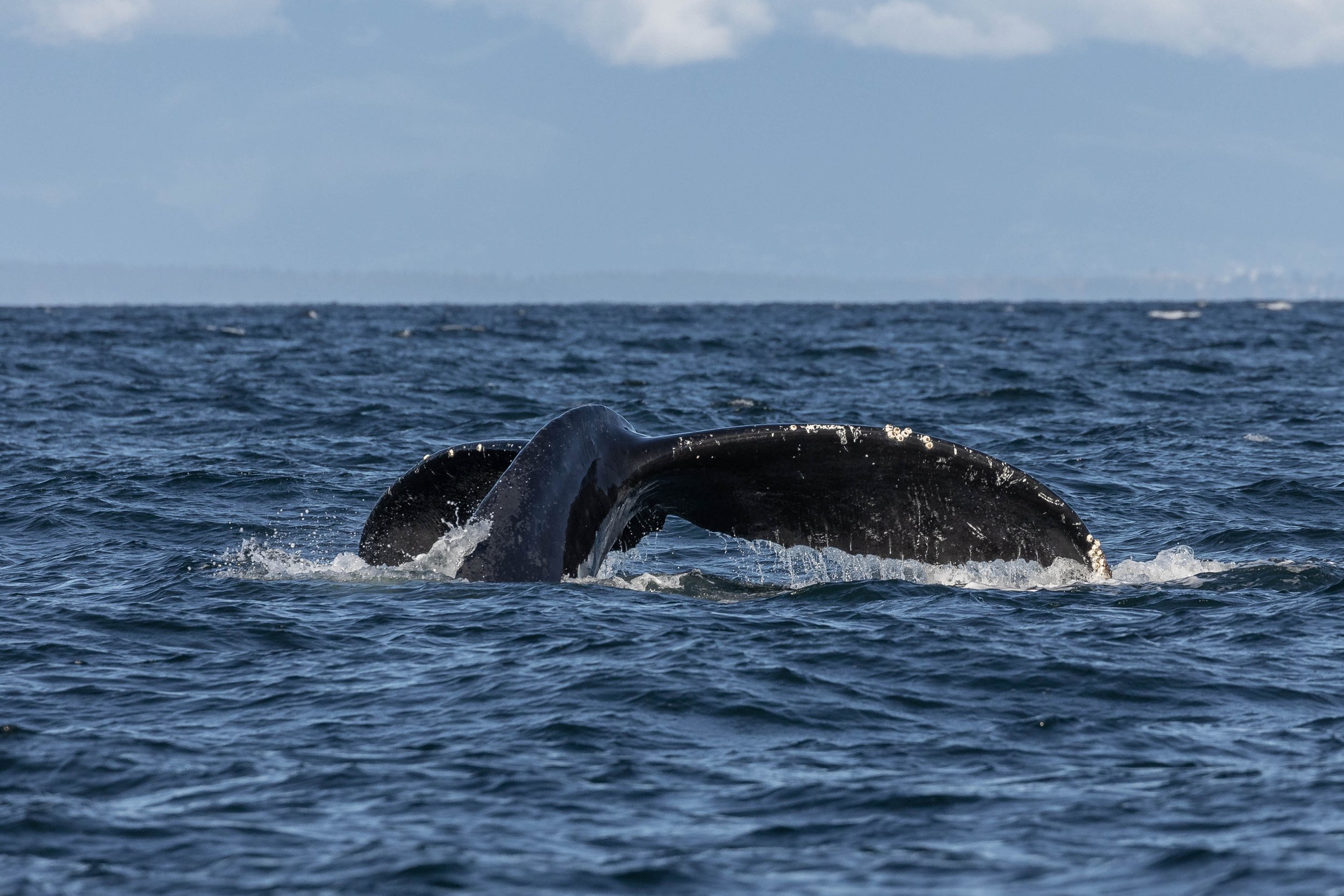 October 17, 2024 - Humpback Pairs Times Two