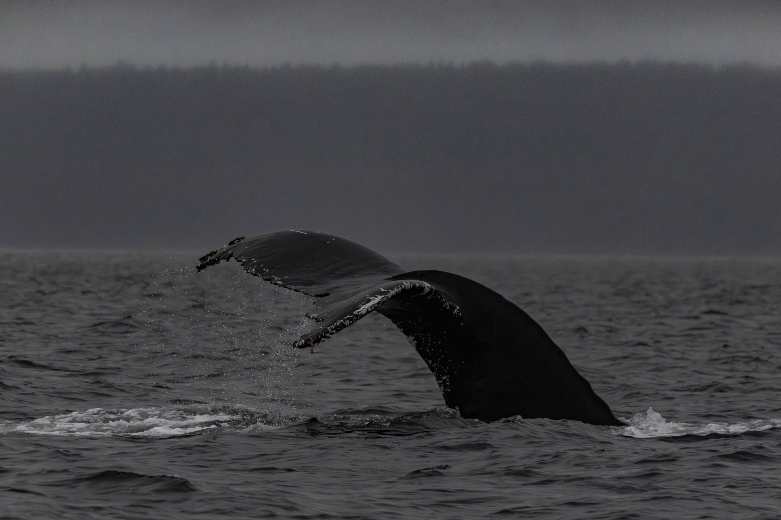 October 22, 2024, 7:00 am - An early morning with Humpback Whales