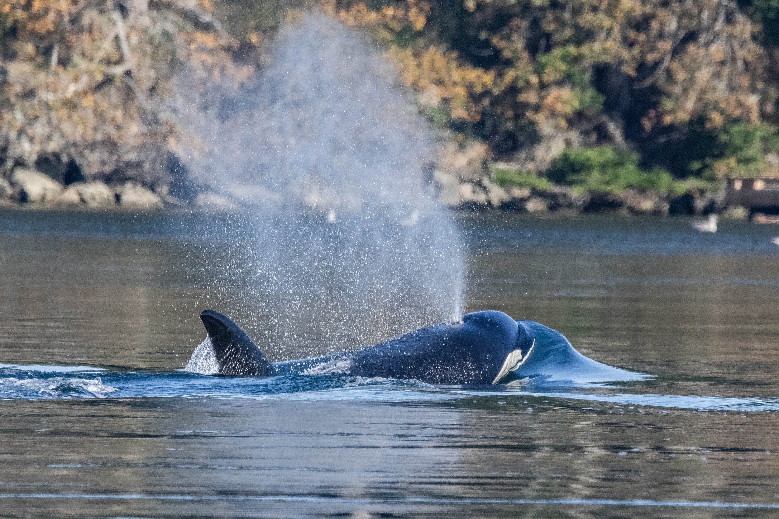 October 23, 2024 - Humpbacks in the Strait and a mini T-Party!