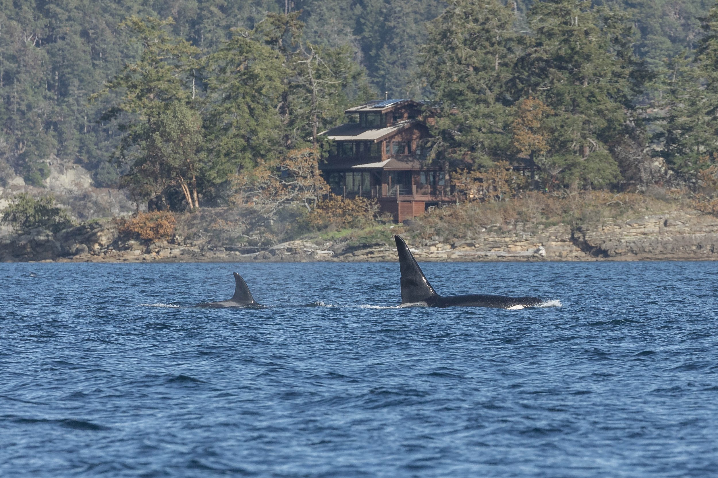 October 28, 2024 - A T-party in Trincomali Channel, and a Humpback Trio in the Strait
