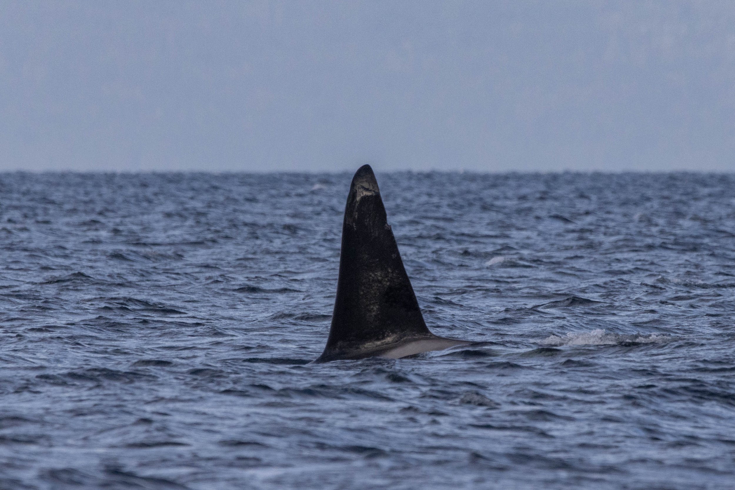 October 29, 2024 - Humpbacks Near Gabriola, and some tricky Orca close to home