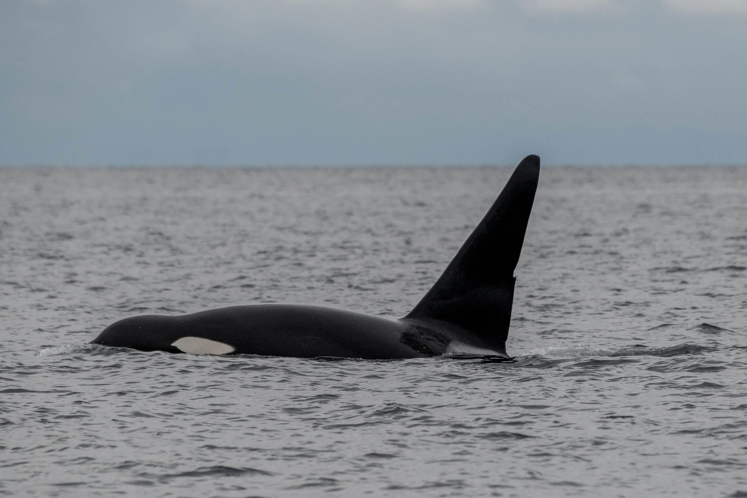 November 2, 2024 - Playful Humpback Encounters and Orca Sightings