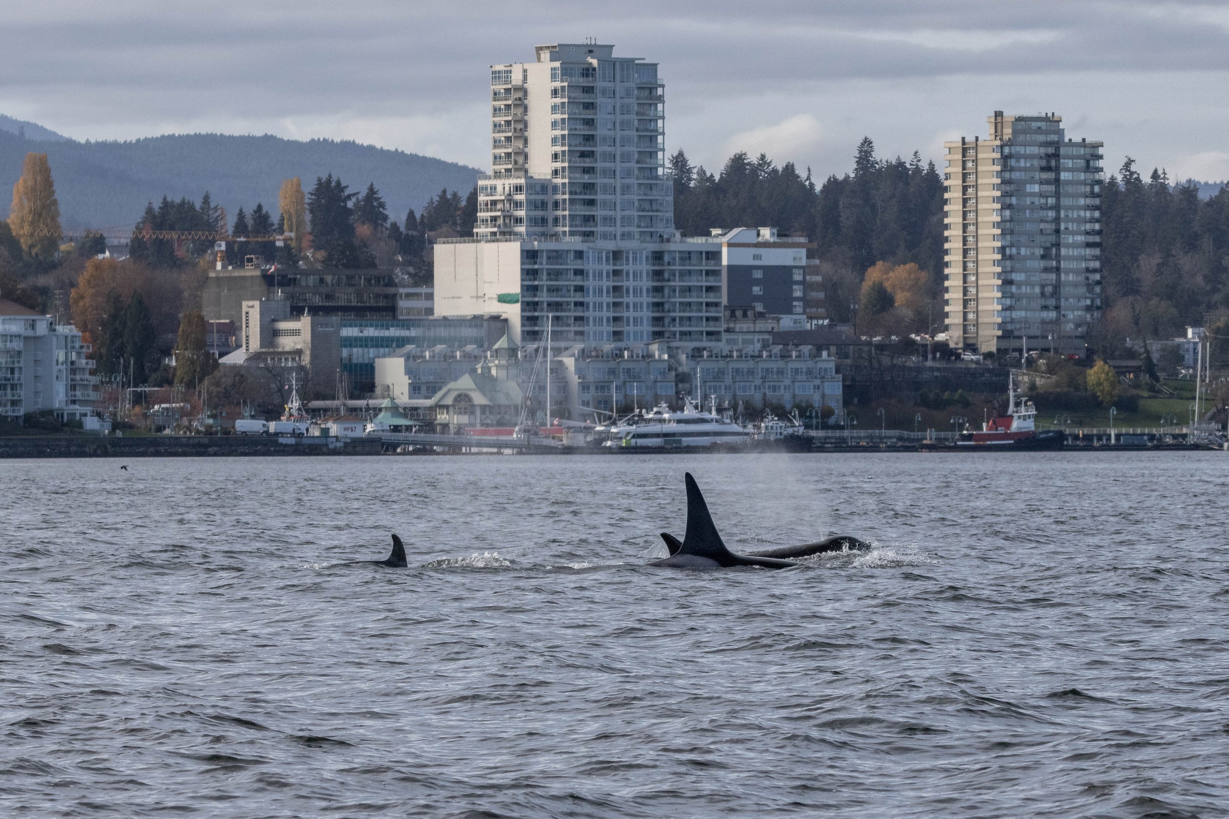 November 5, 2024 - Orca spending time in Nanaimo, and Humpbacks in the Strait