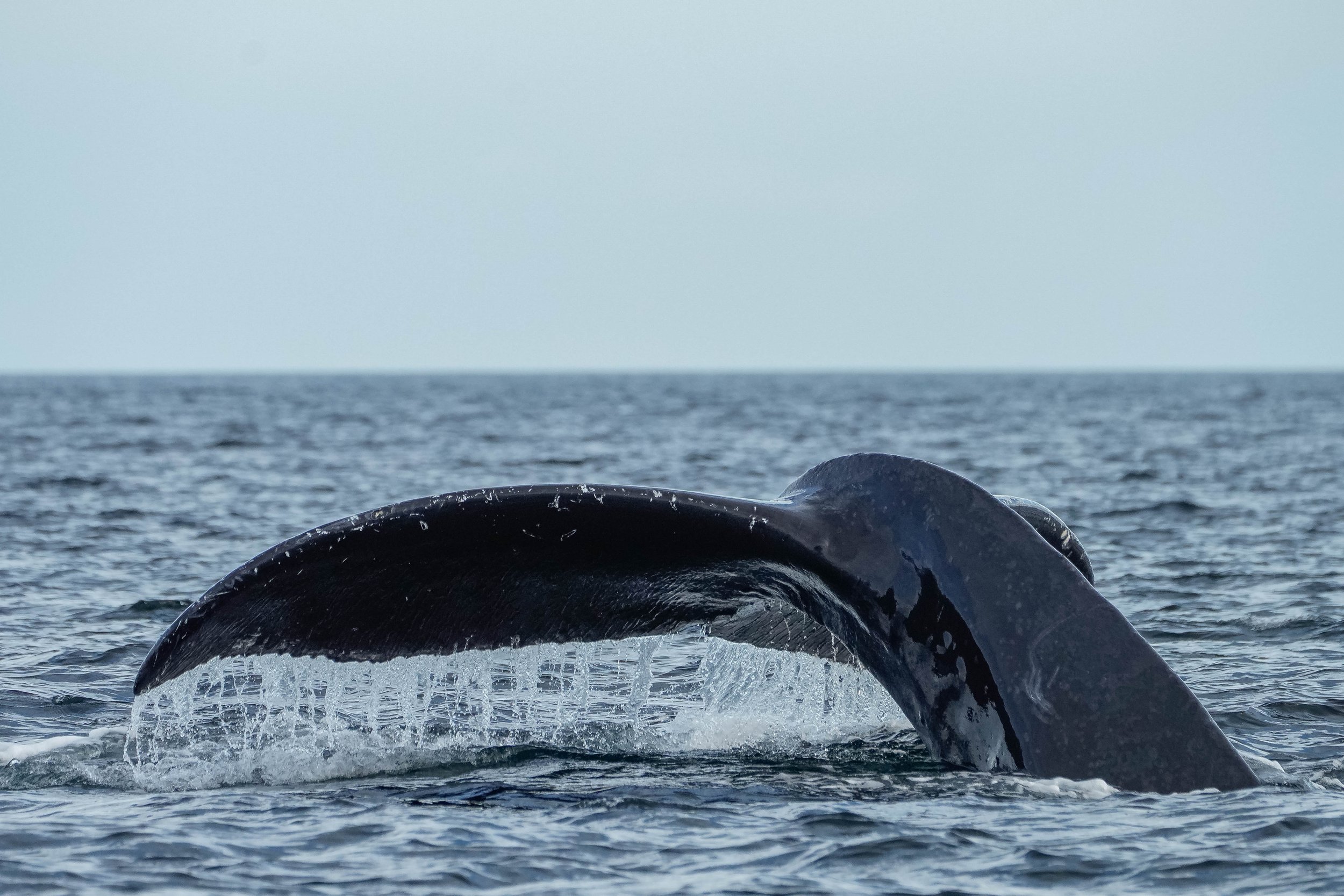 November 11, 2024 - Humpback Soup east of Galiano Island and a tour through the SGIs