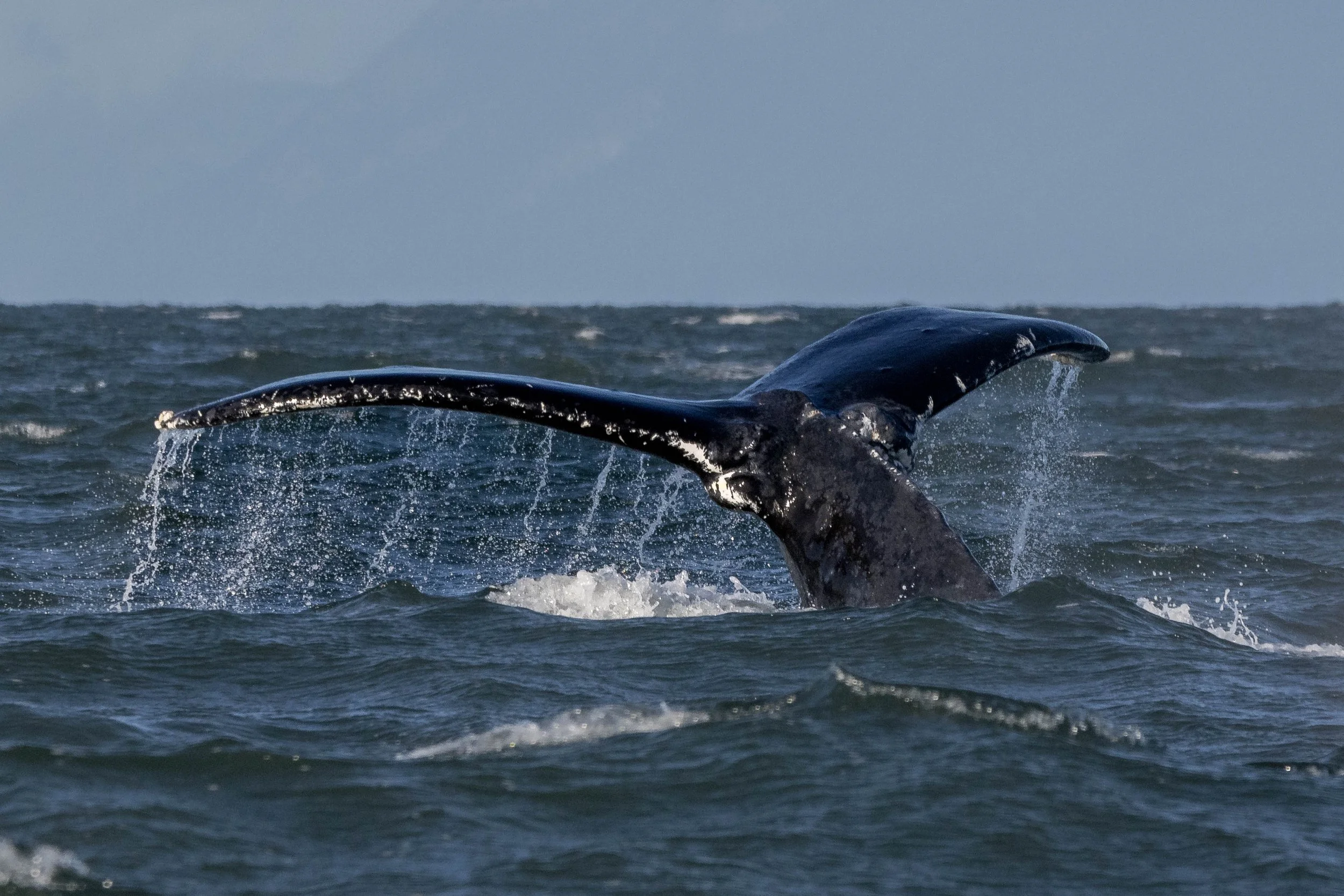 November 15, 2024 - A Lag-gy morning with some humpbacks too!