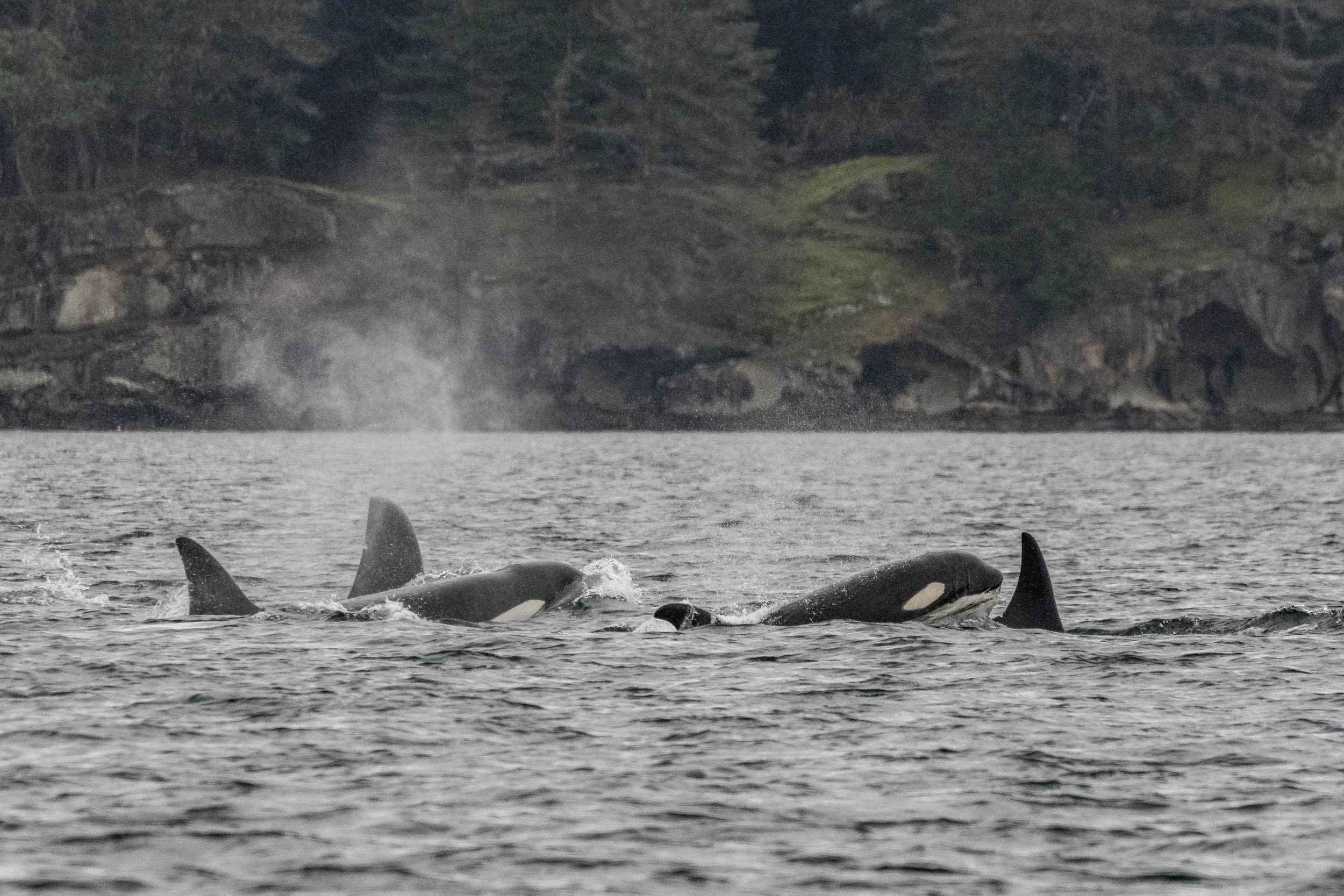 November 30, 2024 - A double species day to end the month! 