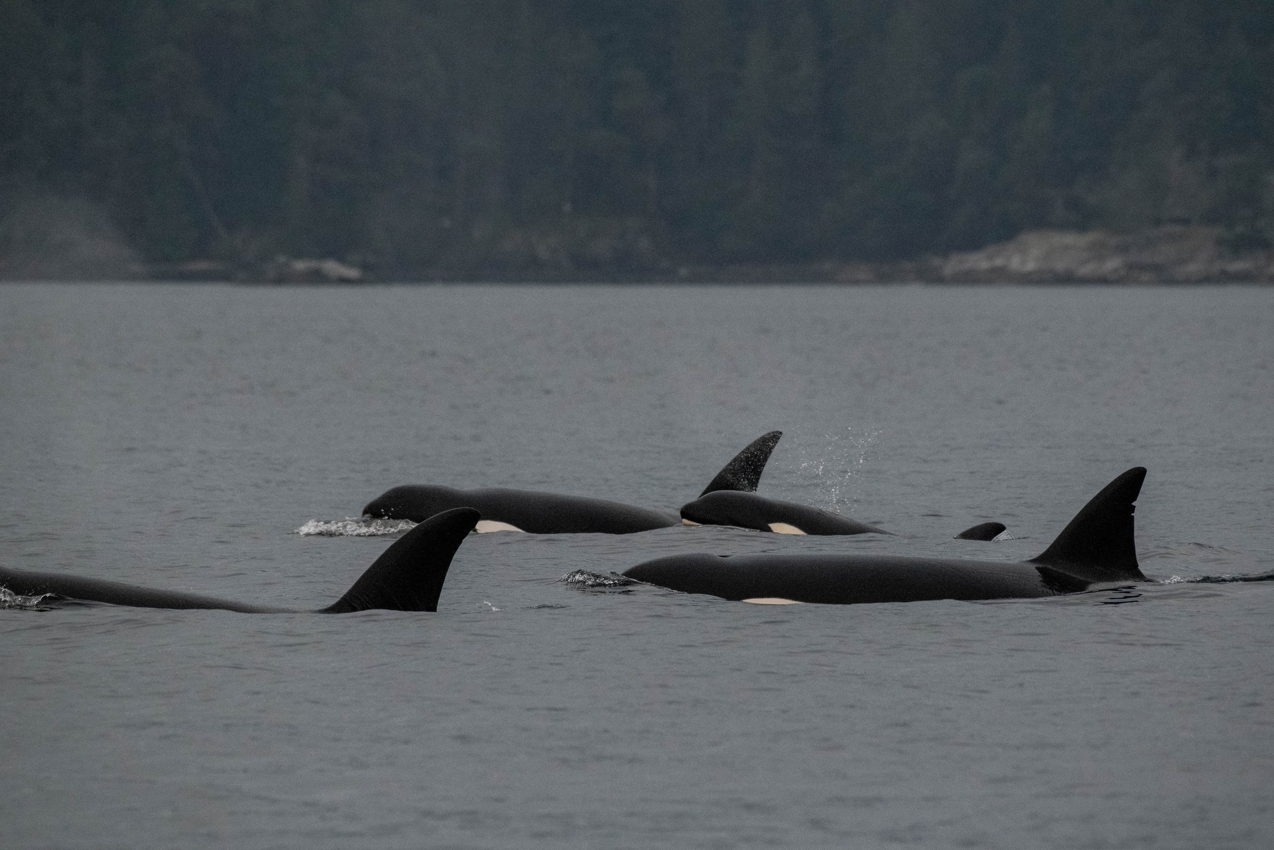 December 5, 2024 - Humpbacks around the islands, and a T-party in Lantzville