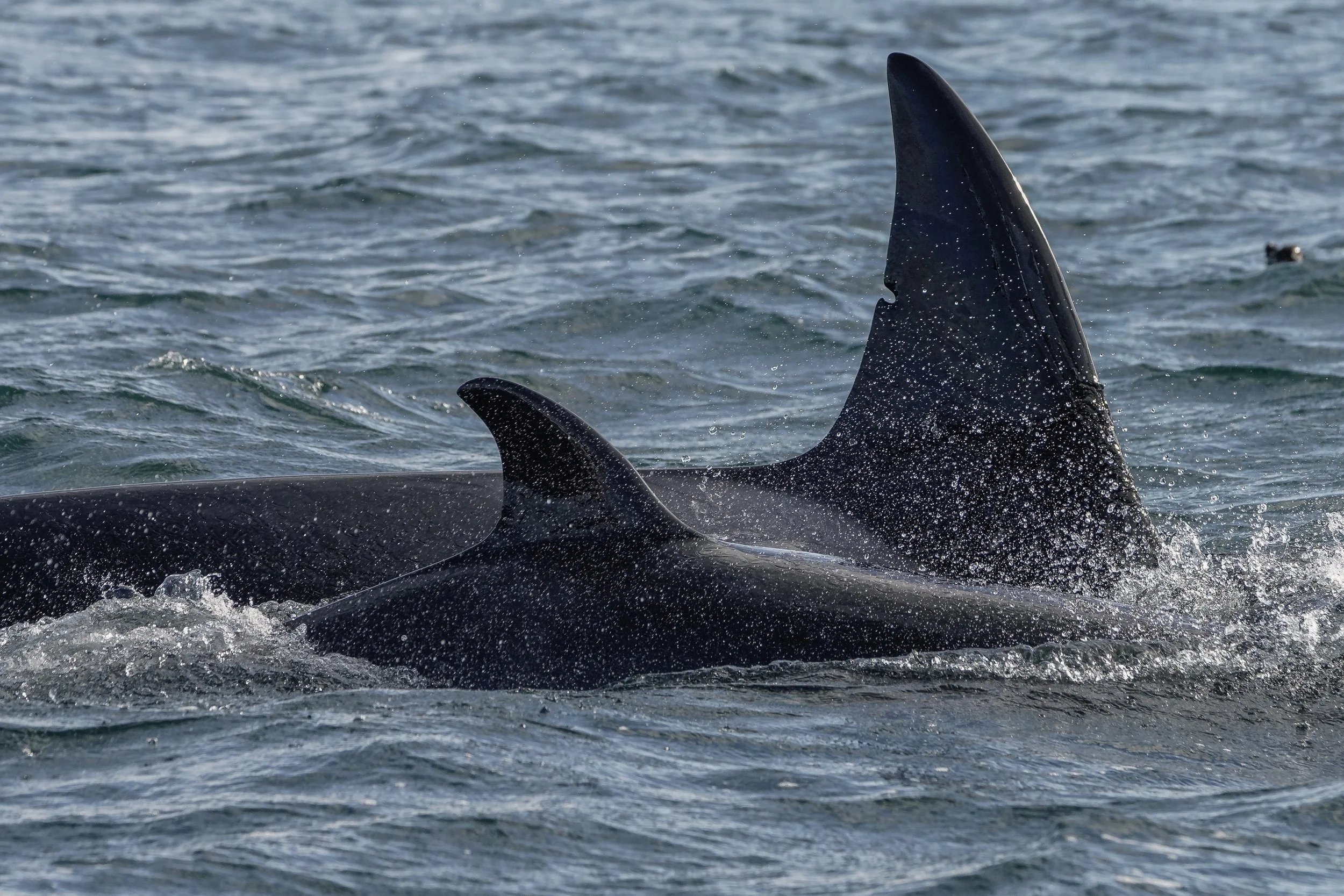 February 2, 2025 - Baby Orca and a Sea Lion Hunt