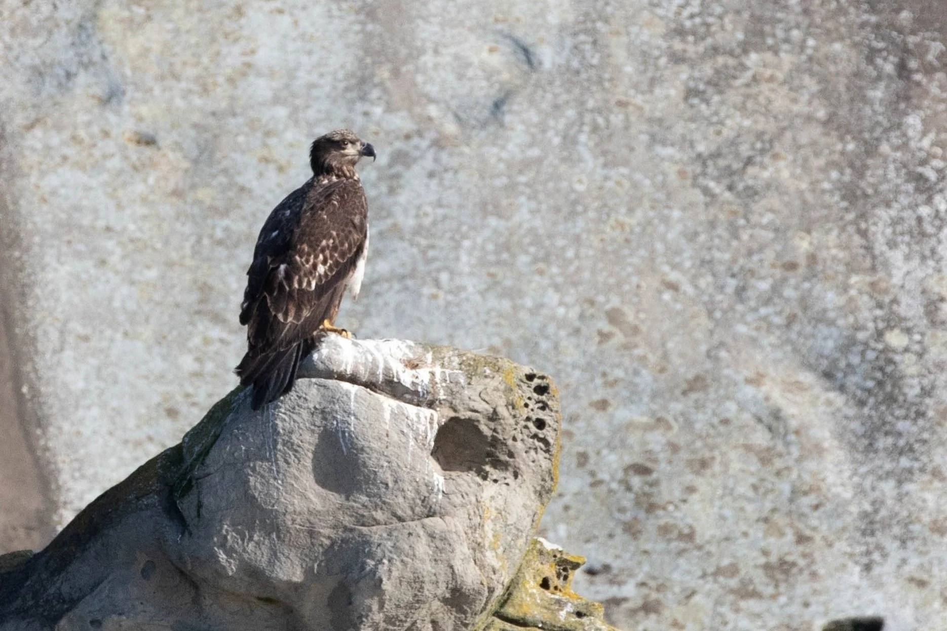 February 14, 2025 - A sunny Valentine's Day adventure in the Salish Sea 